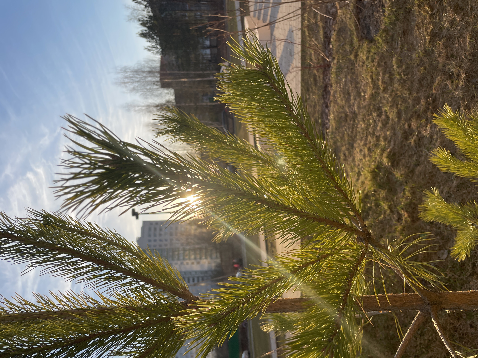 The image captures a sunlit outdoor scene, focusing on the vibrant green needles of a pine tree in the foreground and mid-ground. The sun, positioned towards the center-left, casts a bright lens flare and backlights the pine branches, creating a warm, golden glow.
In the background, a clear blue sky with delicate, wispy white clouds stretches across the left side. To the right, several multi-story residential buildings are visible in the distance, partially obscured by the bright light. The ground, especially towards the right and lower sections of the image, is covered with dry, brownish grass or sparse vegetation. Bare tree trunks and branches of deciduous trees are also discernible in the background, suggesting either late winter or early spring.
The time of day appears to be either early morning or late afternoon, characterized by the low sun angle and warm, soft light. No specific activity or human subjects are present, and there is no visible text. The scene depicts a serene natural element within an urban setting in Izhevsk, Russia.