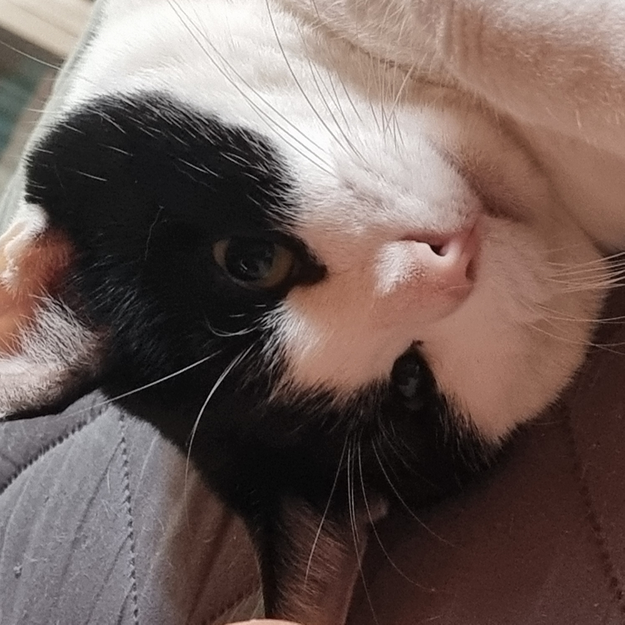 The image shows a close-up of a black and white cat's face. The cat is lying down, possibly on a person's lap, as indicated by the textured gray fabric beneath it. The cat's fur is predominantly white with distinct black markings on its head and ears. Its eyes are partially open, with one eye visible and appearing to be a yellow-green color. The cat's nose is pink, and its whiskers are long and white. The background is blurred, but appears to be indoors. There is no indication of the city of Dunnae-myeon, South Korea in the image.