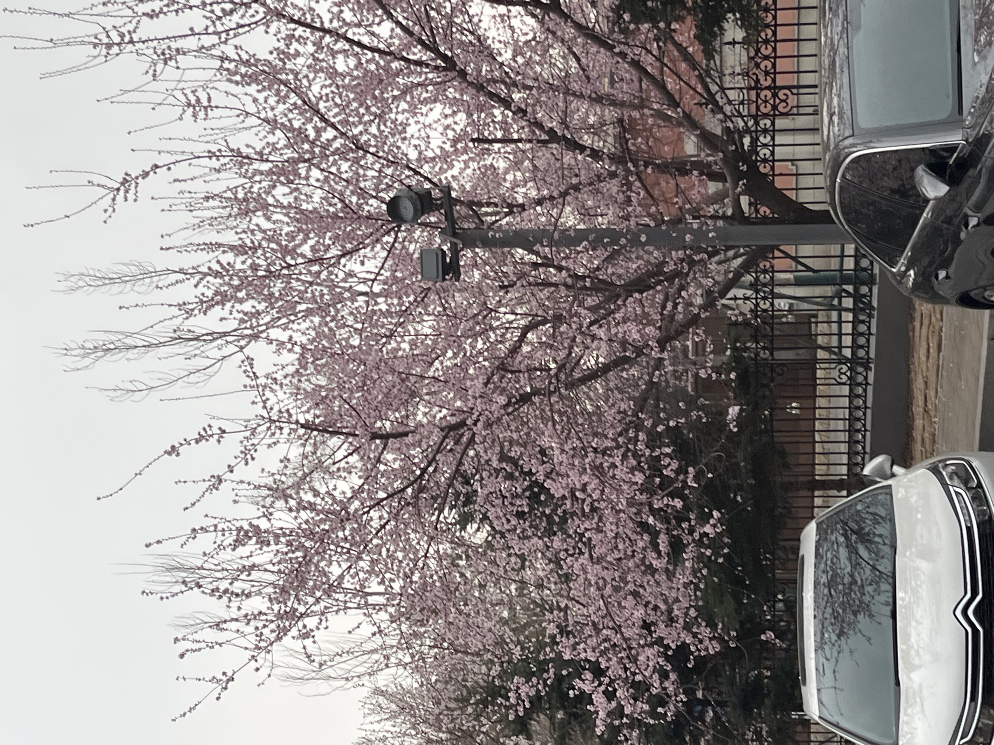 The image depicts a street scene in Changchun City, China. A blooming cherry blossom tree is the prominent feature, partially obscuring a street light and a wrought iron fence. Two cars are parked along the curb: one white, and one black. The sky is overcast. The image is rotated.