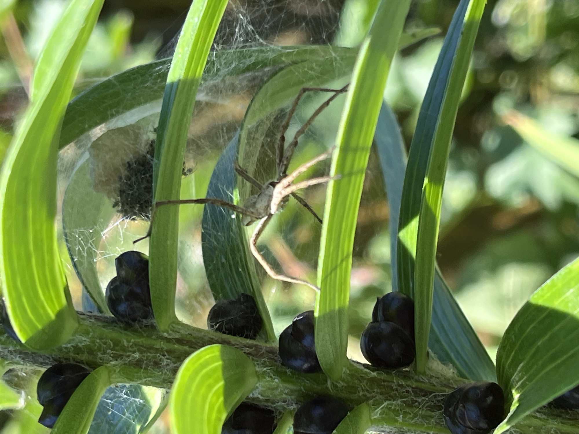A spider is visible on a green plant stem with dark bulbous growths. The spider, a female nursery web spider (Pisaura mirabilis), is light brown with visible legs and cephalothorax. She is in the center of the frame, on a leaf-like structure, surrounded by spider silk. There is a visible egg sac on a leaf to the right and slightly behind the spider, appearing as a dark, fuzzy mass within a larger silk structure. The plant itself is green and appears to be a lily stalk, with multiple dark, berry-like structures clustered along the stem. The background is blurred, suggesting an outdoor environment with natural light. The specific location in Krasnyye Barrikady, Russia, is not discernible from the image itself.