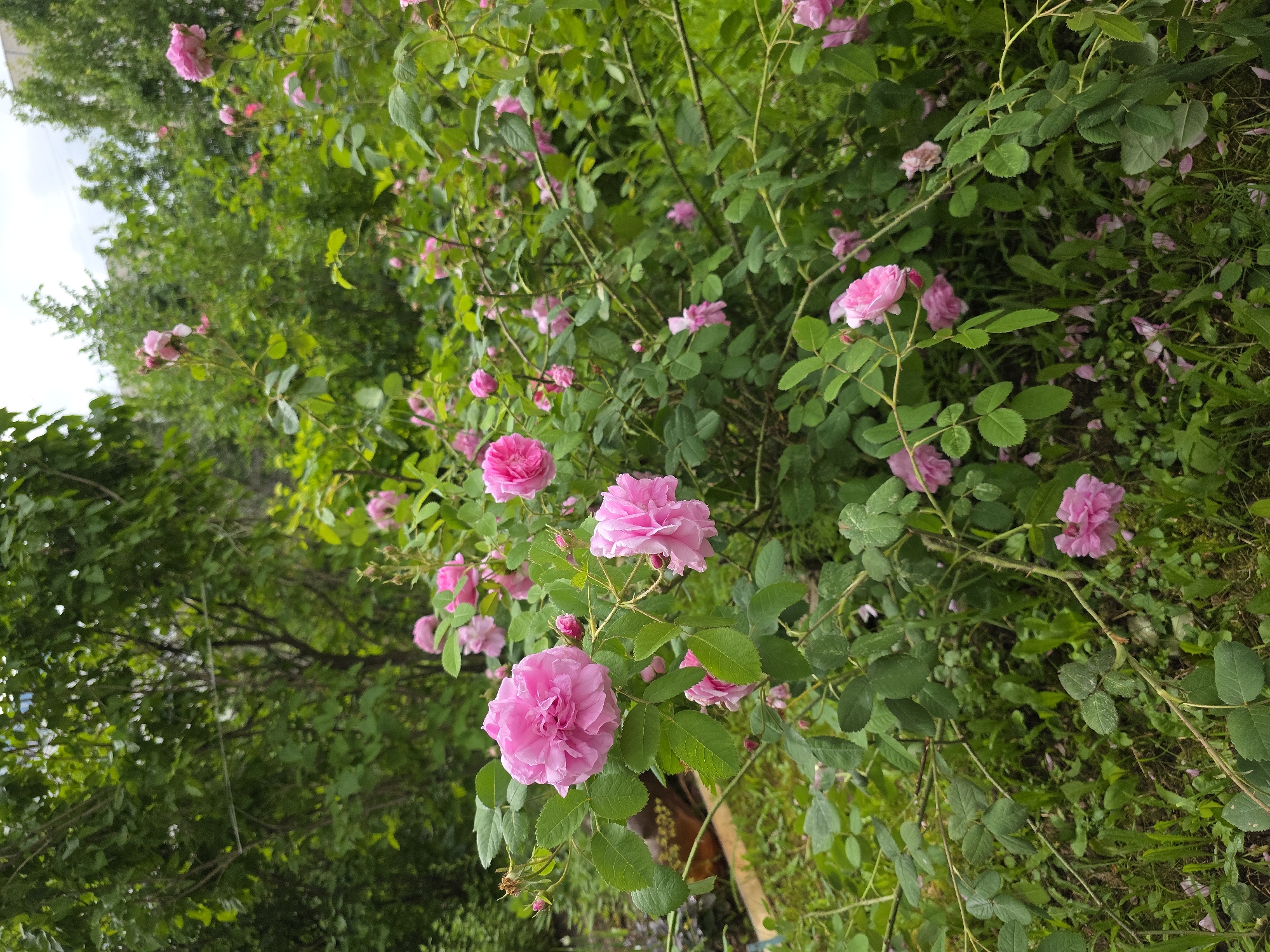 The image shows a close-up view of a dense rose bush laden with numerous pink flowers in various stages of bloom. The roses are clustered on thorny branches amidst lush green foliage. Some of the roses are fully open, displaying their layered petals, while others are still in bud. The background is filled with more greenery, including trees with dark green leaves, suggesting a natural outdoor setting. The lighting appears to be natural, possibly indicating daytime, with soft light illuminating the flowers. The overall scene evokes a sense of natural beauty and abundance, typical of a garden in full bloom. The location context provided is Novocheboksarsk, Russia, which places the scene in a temperate climate during the blooming season of roses. There is no visible text in the image.