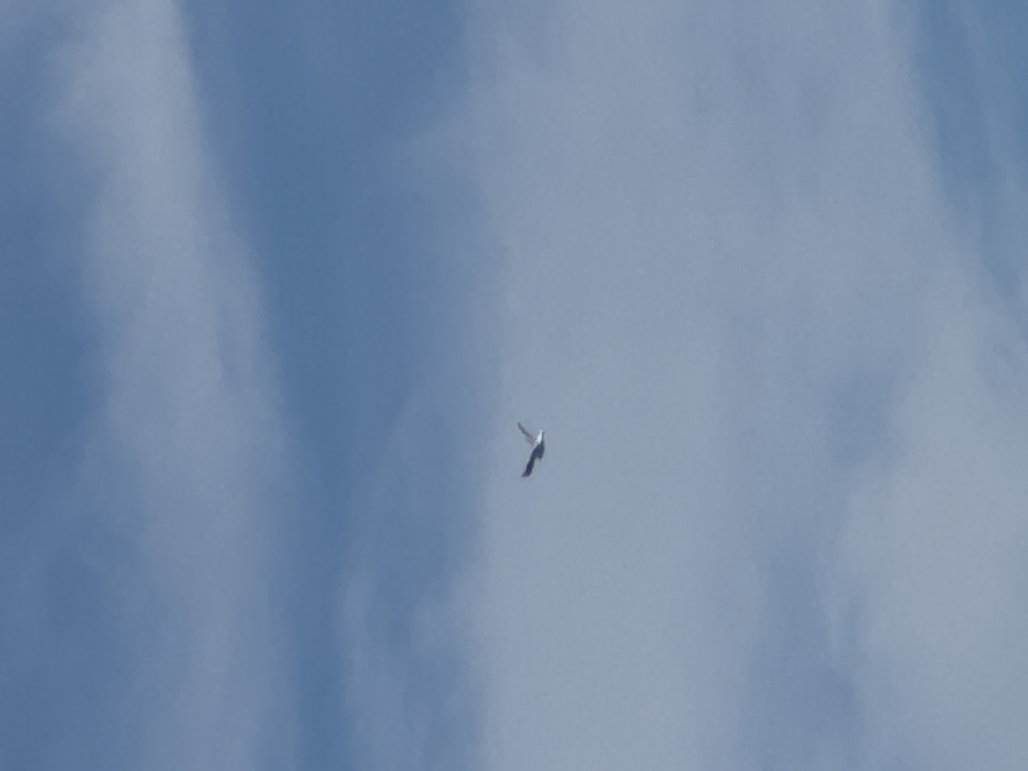 A single bird is captured in mid-flight against a hazy blue sky with scattered clouds. The bird, likely a seagull or similar seabird, is positioned slightly to the left of the center of the frame, with its wings outstretched and angled downwards as if in a glide. The bird appears to be a light color, possibly white and gray, with dark wingtips. The sky is a pale blue, with soft, diffused clouds that suggest a bright but not entirely clear day. The image has a slightly soft focus, giving it an ethereal quality. The location is specified as Ақши, Kazakhstan.