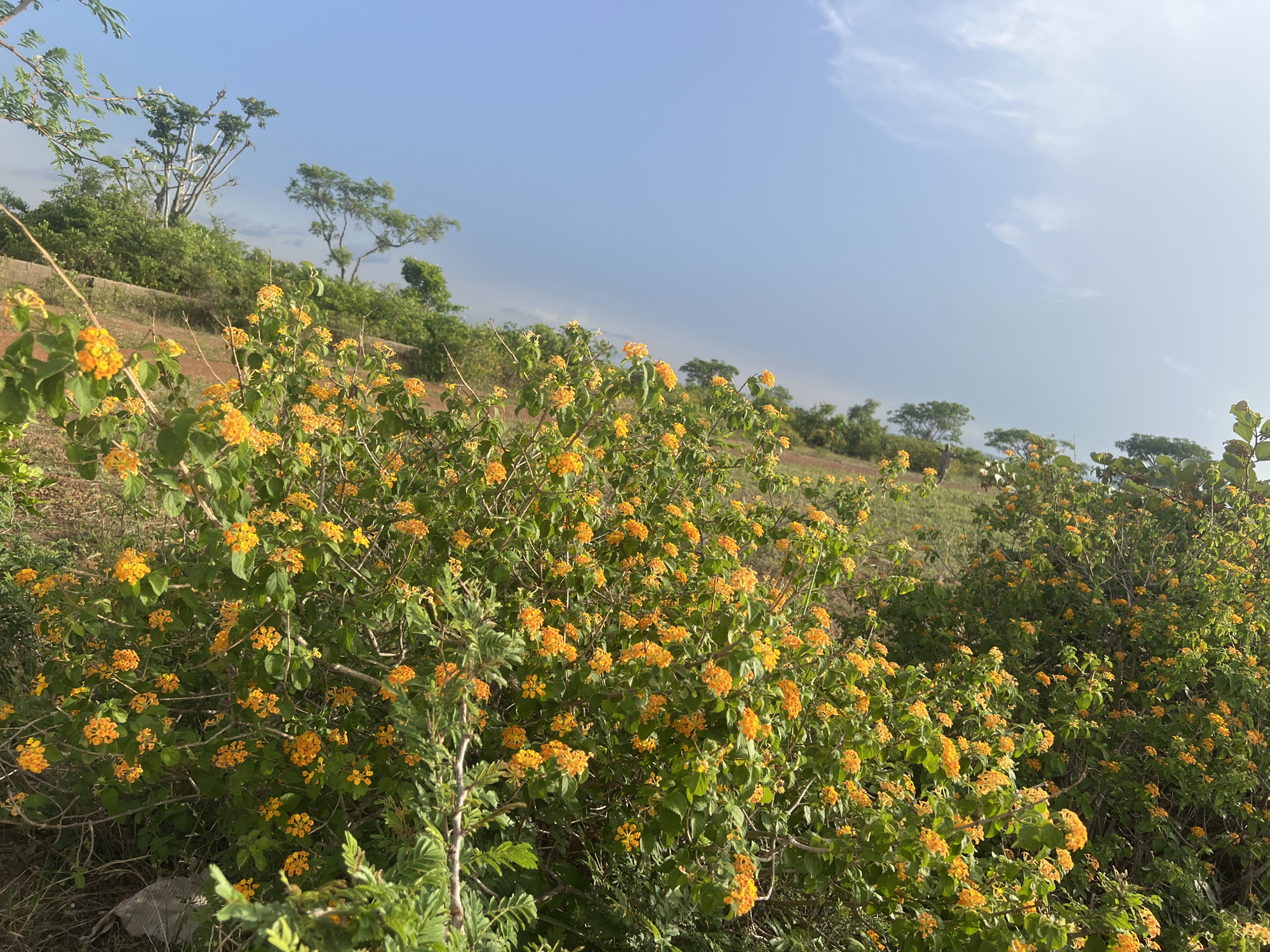 The image shows a hillside in Nabatum, Nigeria covered in shrubs with yellow-orange flowers. Scattered trees dot the landscape. The sky is blue with scattered clouds.