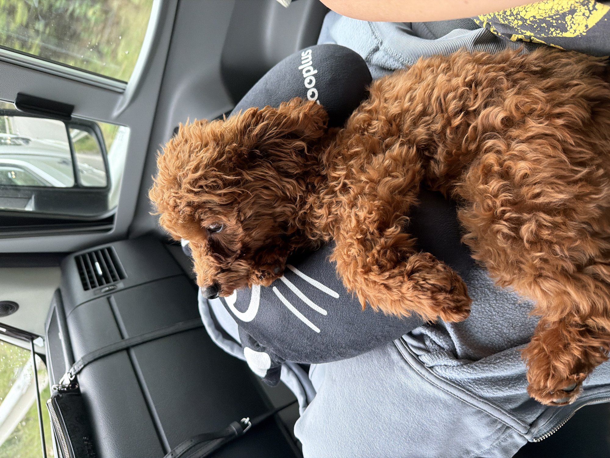 A brown poodle is resting on a person's lap in a vehicle. The poodle is lying on a black neck pillow with a cat face design and the text "cooplus" printed on it. The person is wearing a light blue zippered hoodie. The interior of the vehicle is visible, including dark gray dashboard elements, a car vent, and a window showing a blurry green and gray outdoor scene. A black clutch purse is attached to a strap on the dashboard. The image appears to be taken from the perspective of someone sitting in the passenger seat, looking towards the driver's side. No specific location within Mirkovo, Bulgaria, can be identified from the image.