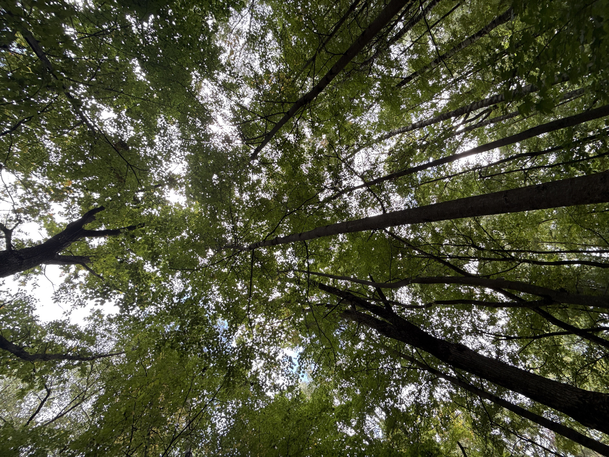 This is a low-angle, full-shot photograph of a dense forest canopy, looking upwards towards the sky. The scene is dominated by the lush green foliage of numerous trees, with their branches and leaves creating a thick, overlapping pattern. Sunlight filters through the leaves, creating a dappled effect and illuminating the sky in patches. The tree trunks are visible in the foreground and midground, rising vertically and appearing to be of varying widths and textures. The overall impression is one of being immersed in nature, with the sky barely visible through the dense greenery. The image does not provide any specific geographical markers to indicate a location in Moscow, Russia, or any other specific city. There are no people, animals, or objects other than the trees and foliage visible in the photograph. The environment appears to be a natural forest setting.
