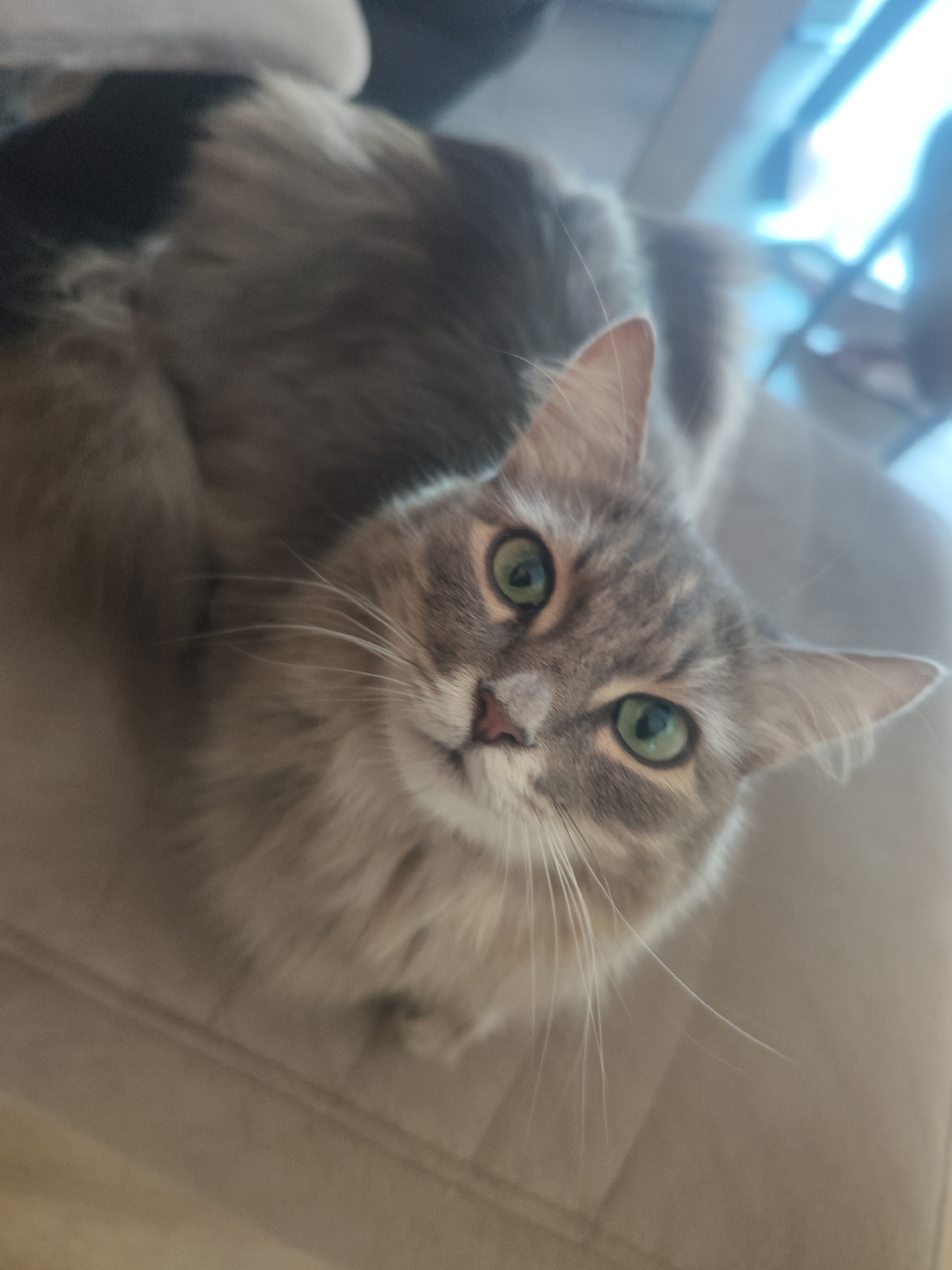 A fluffy, grey tabby cat with green eyes is looking up at the camera. The cat has long whiskers and a pink nose. The background is blurred, but it appears to be indoors on a tan fabric surface. No location information about the city of Chaikovsky, Russia is discernible from the image.