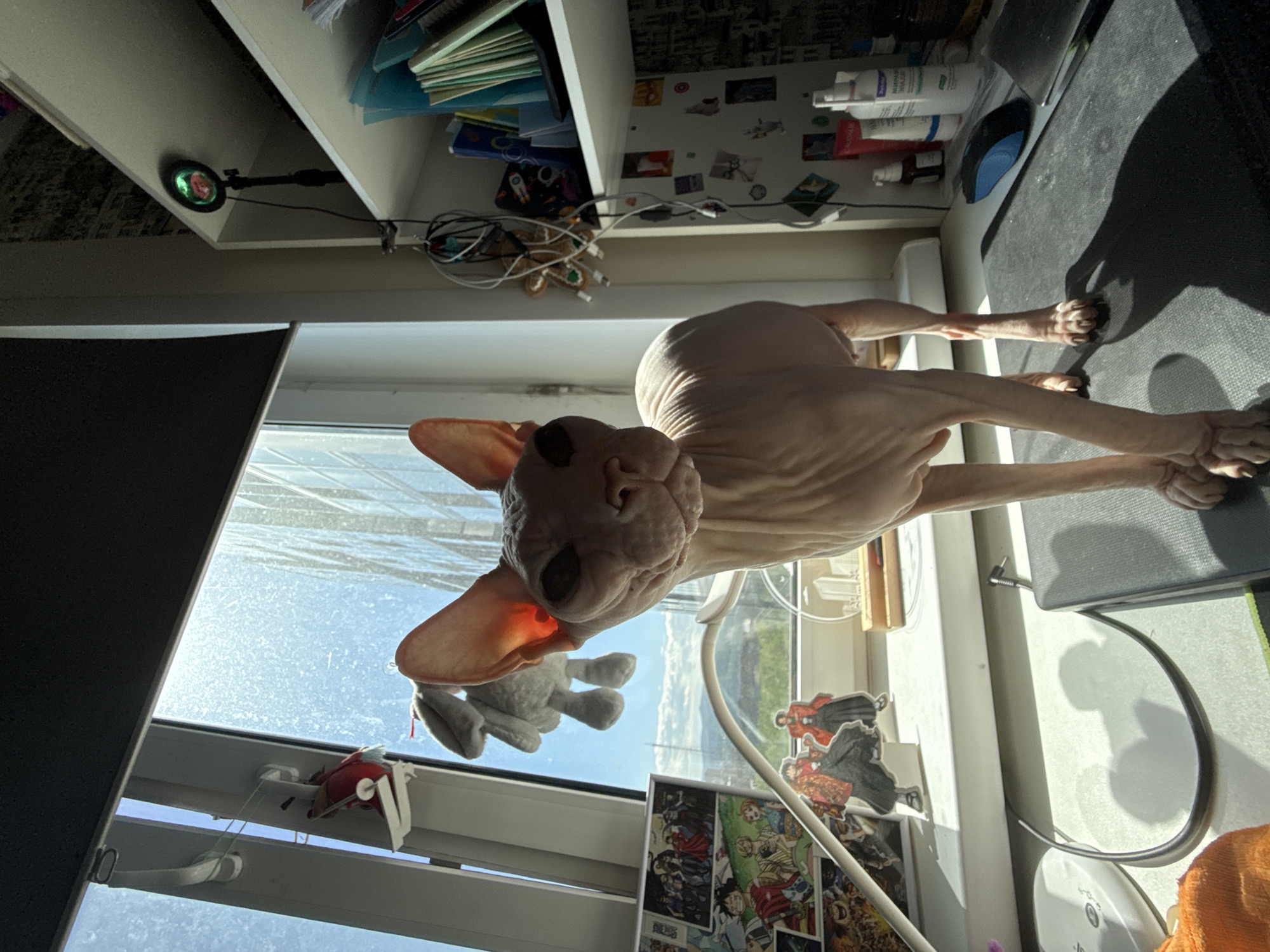 A hairless cat stands on a desk next to a window, seemingly indoors. Outside the window, a cityscape is visible, which is probably in Krasnoyarsk, Russia. On the desk, there is a mousepad, computer mouse, and various objects including stickers. A plush toy hangs from the window. The desk is adjacent to a shelf. The image is oriented sideways.