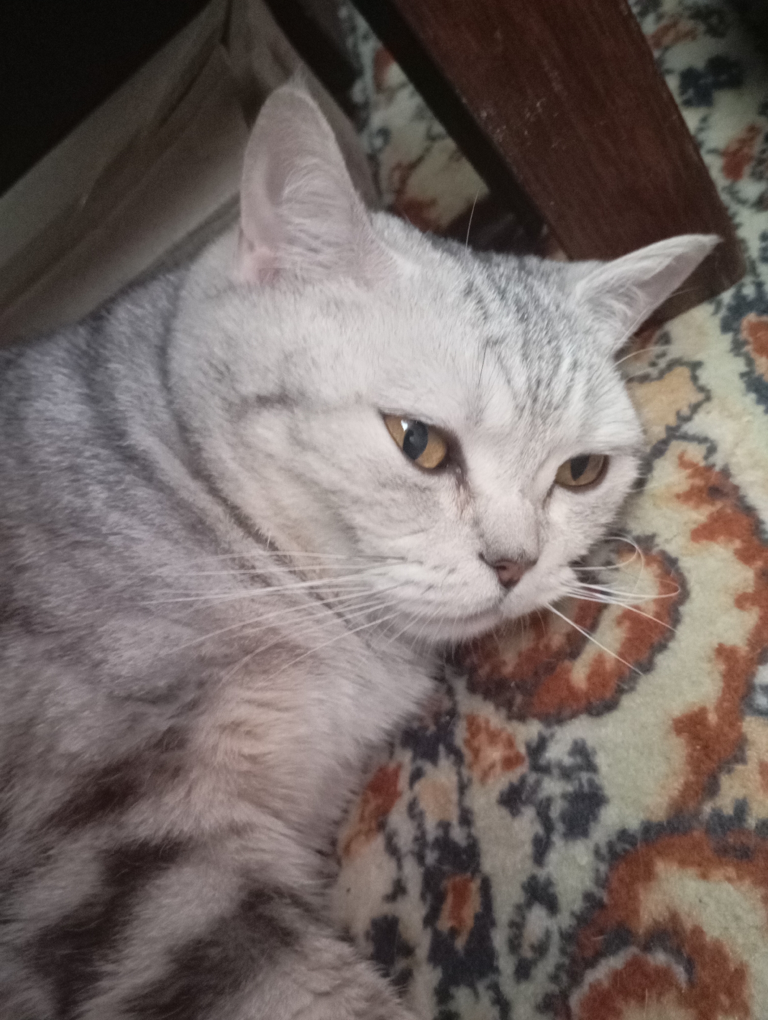 A close-up, overhead shot shows a silver tabby cat lying on a patterned carpet. The cat's head is tilted slightly to the right, and its eyes are partially closed. The cat has distinctive grey stripes on its fur, and its ears are pointed upwards. The carpet has a complex pattern of orange, beige, and dark grey shapes. In the background, a dark wooden surface and a lighter brown textured surface are visible, potentially part of furniture. The scene appears to be indoors. There is no indication of the city of Sozonivka, Ukraine, in the image.