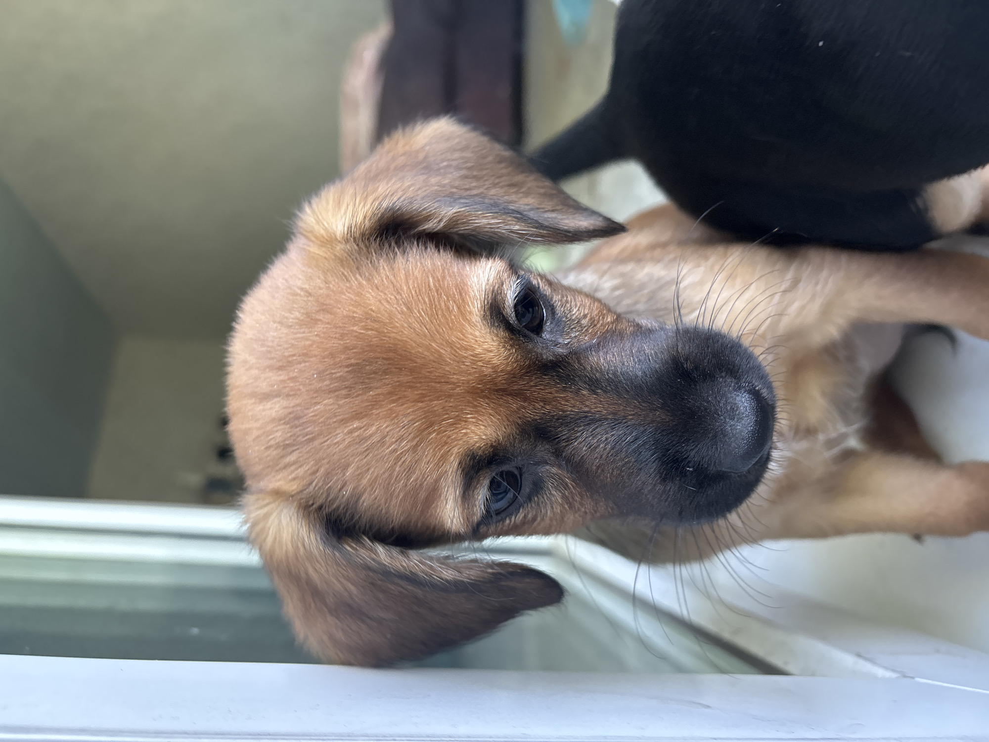 A close-up, eye-level shot shows a tan puppy with floppy ears and a black nose looking down. The puppy is positioned to the left of the frame, leaning against a white vertical surface that appears to be a door or window frame. A black puppy's hindquarters and tail are visible to the right, partially obscuring the tan puppy. The background is blurred, with hints of a green wall and a dark couch. The lighting suggests an indoor setting, possibly a home. The location is Unknown, Unknown.