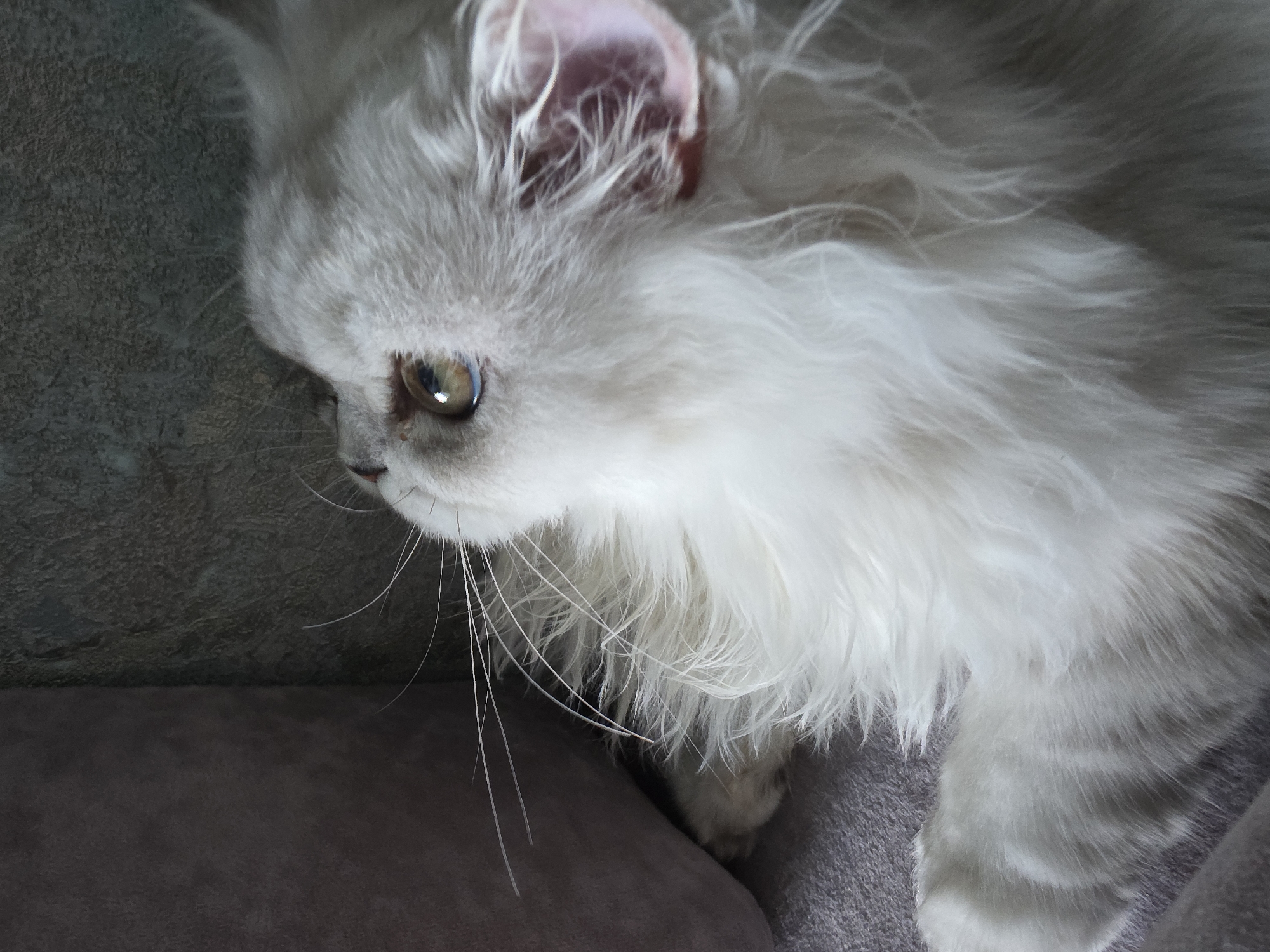A close-up, eye-level shot focuses on the face of a fluffy, light gray cat lying down. The cat's fur is long and soft, particularly around its face and neck. Its left eye, a light brown with a dark pupil, is clearly visible and looking towards the left side of the frame. The cat's ears are visible at the top of its head, with the inner ear showing a pinkish hue. Long, delicate whiskers extend from the cat's nose area.
The cat is resting on a textured, gray surface, which appears to be fabric, possibly a sofa or a pet bed. Behind the cat, the background is a darker, slightly rougher gray texture. The lighting suggests an indoor setting, possibly during the daytime with diffused light, as there are no harsh shadows. The overall mood conveyed is one of calm and rest. There is no visible text in the image. The location context of Novocheboksarsk, Russia, provides geographical information but is not visually discernible from the image itself.