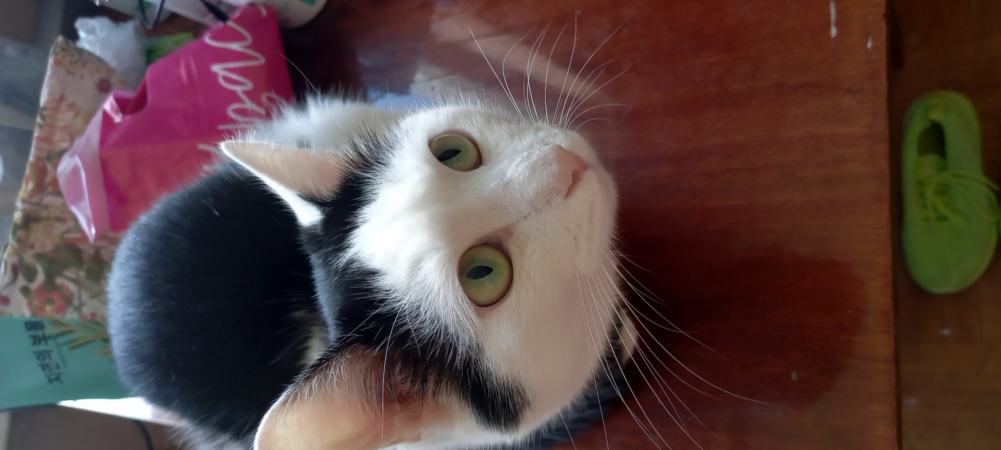 A close-up, high-angle shot captures a black and white cat with striking green eyes looking upwards. The cat is positioned on a polished wooden surface. In the background, various objects are visible, including what appears to be a green cosmetic bottle with Korean text, a pink shopping bag with white lettering, and other indistinct items. A single green shoe is visible in the lower portion of the frame, resting on the wooden surface. The scene appears to be indoors. No specific location in Izhevsk, Russia, can be identified from the image.