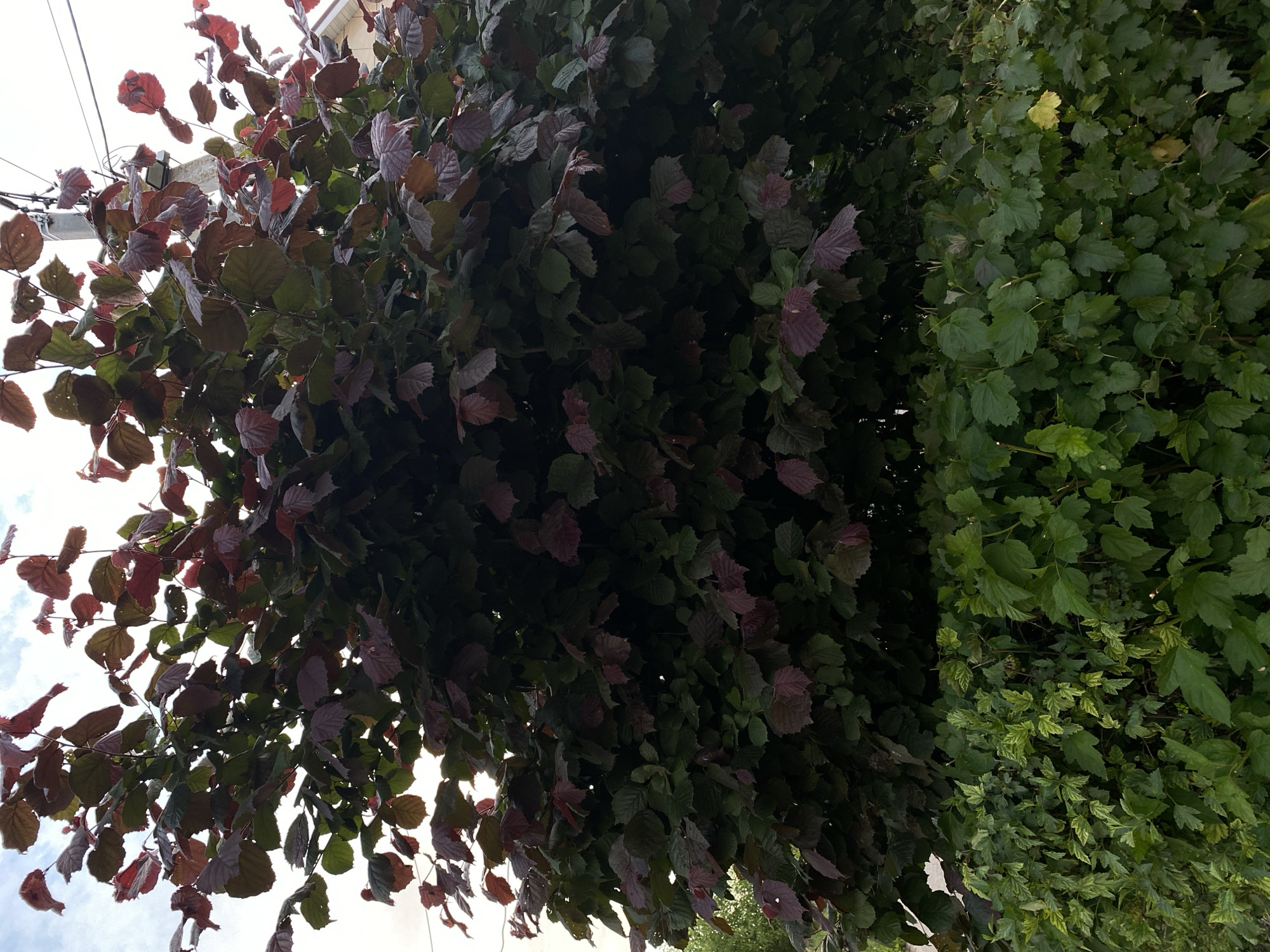 A full-shot, outdoor, eye-level, vertical photograph shows a large, dense shrub with dark green leaves, interspersed with maroon leaves, and a lower hedge of lighter green foliage. The shrub is in the foreground, with the hedge in the lower portion of the frame. The background is a pale sky with some clouds. A utility pole and wires are visible to the upper right of the frame, and the edge of a building is visible to the far right. The scene appears to be in an urban or suburban setting.
