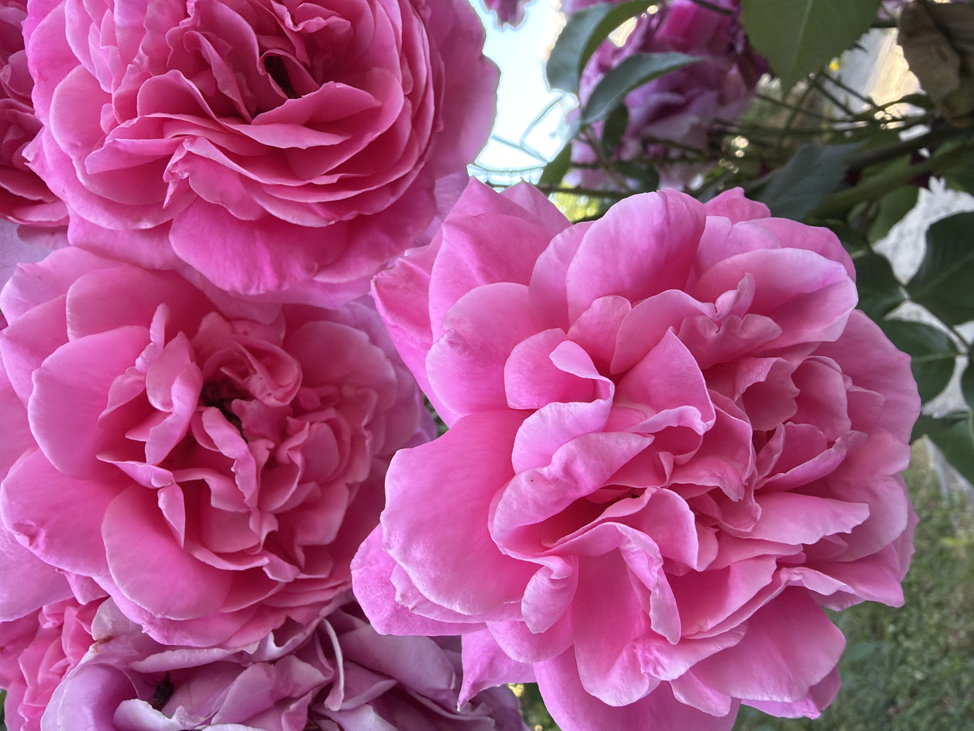 A close-up, eye-level, outdoor, vertical shot captures a cluster of vibrant pink roses in bloom. The flowers, with their layered petals, fill the majority of the frame, their colors ranging from bright fuchsia to a softer pink. Some petals appear slightly ruffled, adding texture to the scene. In the background, out-of-focus elements include green foliage and hints of a bright, possibly sky, environment. There are no people or visible human activity in the image. The photograph does not provide any specific information about the location within Kozova, Ukraine.