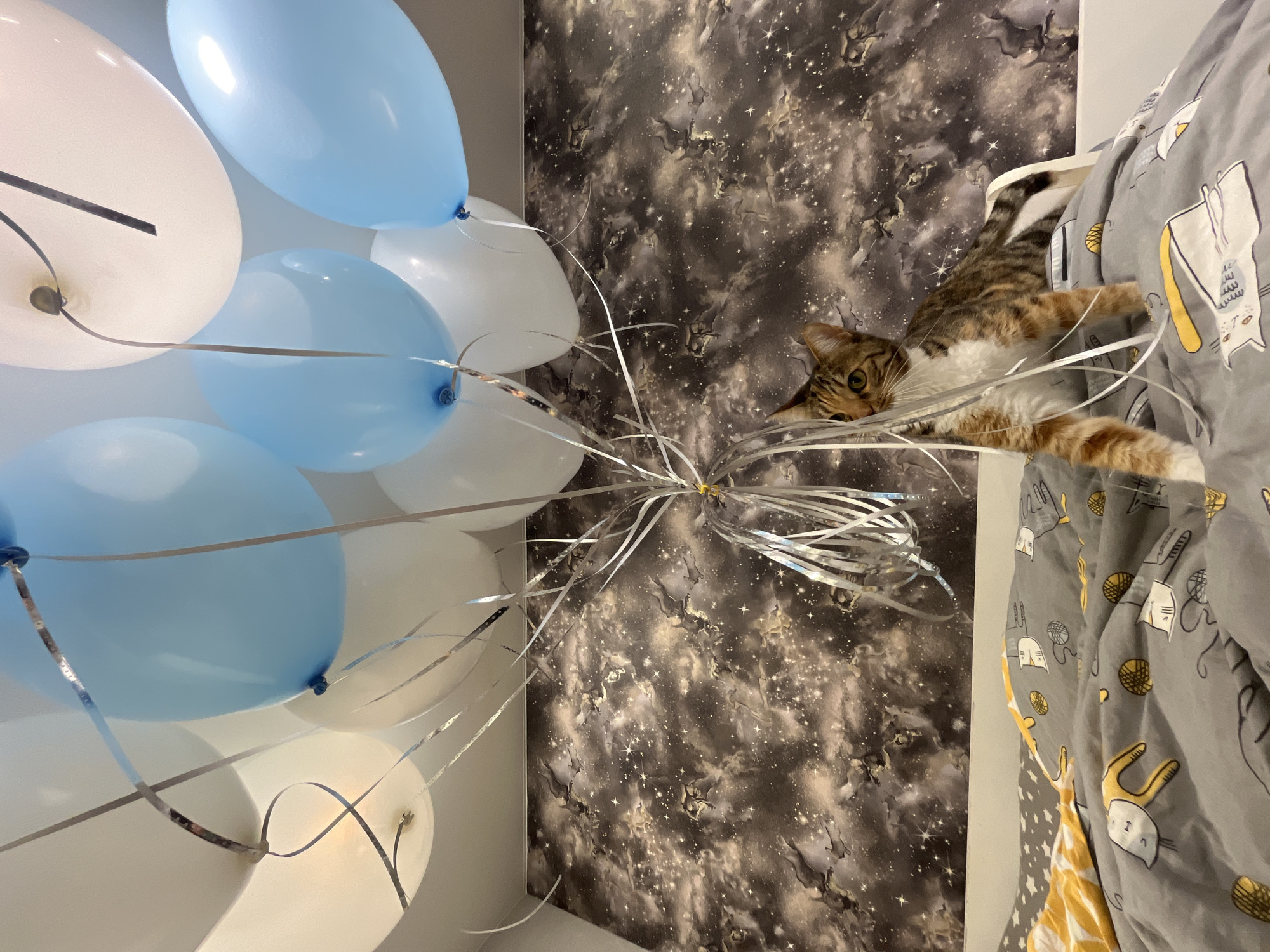 A tabby cat with white and orange markings peeks out from behind a cluster of blue and white balloons with silver streamers. The cat is on a bed covered with gray and white cat-themed bedding. Behind the bed is a dark, star-patterned wallpaper. The balloons are tied together and appear to be floating towards the ceiling, which is white. The scene is indoors, likely in a bedroom. There is no indication of the city of Nizhny Novgorod, Russia.