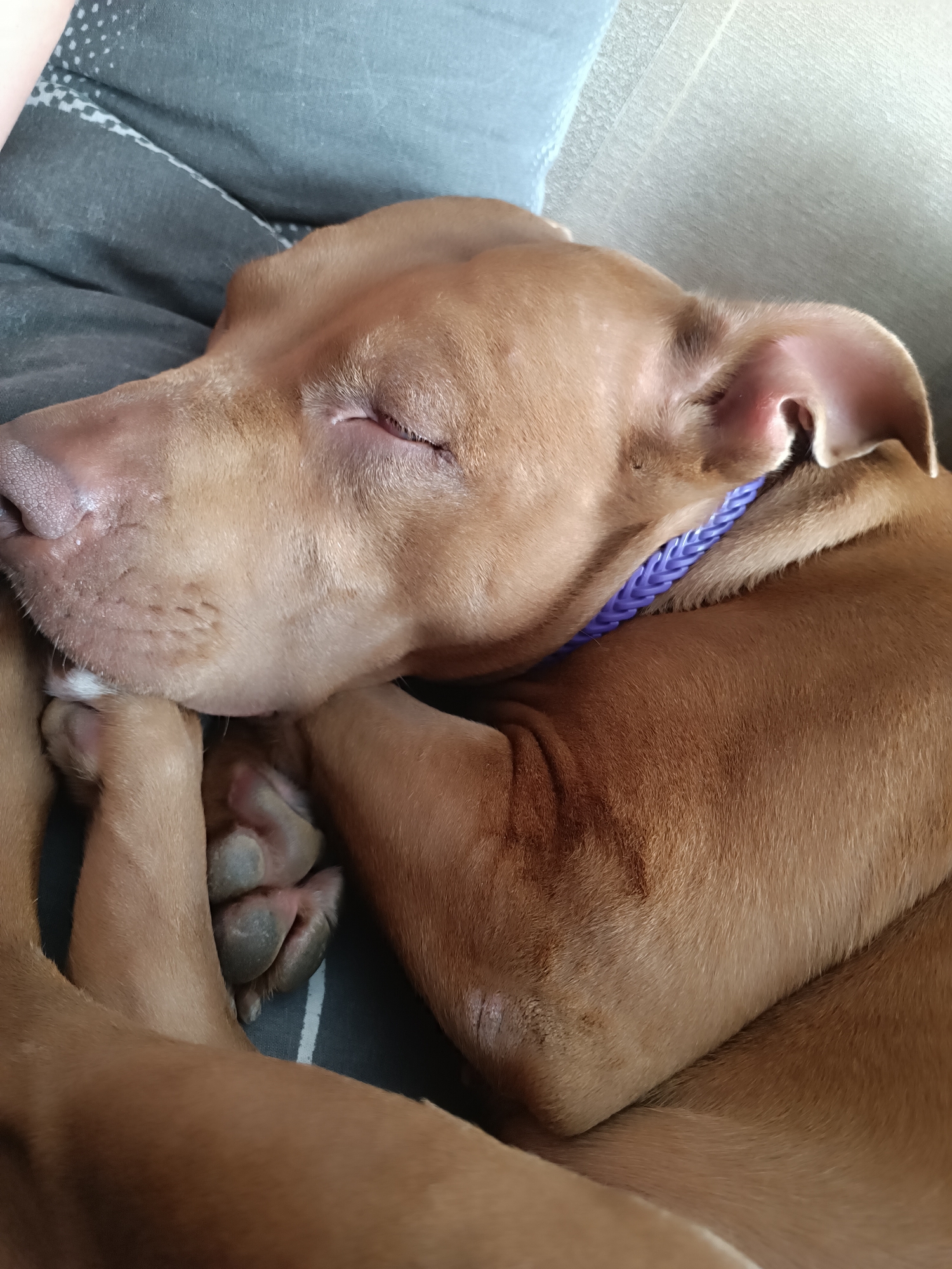A tan pit bull puppy sleeps curled up on a gray and white striped surface. The puppy has its eyes closed and its paws tucked underneath its head. A braided purple collar is around its neck. The image is a close-up shot, so the background is blurred and indistinct. The lighting is soft and natural. The puppy appears to be relaxed and comfortable.