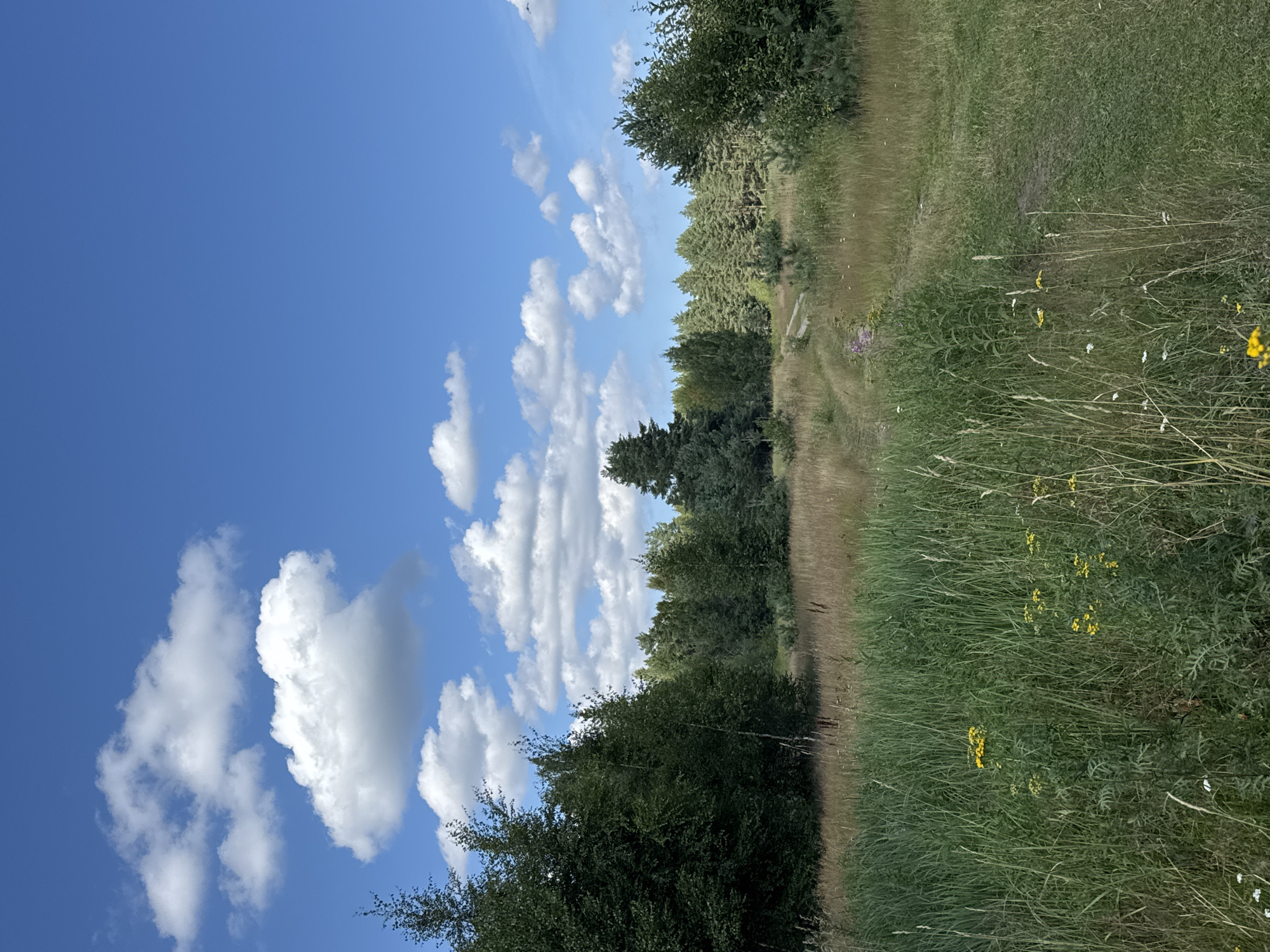 The image depicts a natural landscape with a path winding through tall grasses and a dense forest under a bright blue sky with scattered white clouds. The foreground is dominated by lush green grass, interspersed with yellow wildflowers. A dirt path is visible in the mid-ground, leading into the forest. The forest itself appears to be composed of a mix of coniferous and deciduous trees. The scene is serene and appears to be a typical rural or natural setting. There are no people or animals visible in the image. The lighting suggests it is daytime, likely a sunny afternoon. The specific location of Portovoe, Russia is not visually indicated within the image itself.