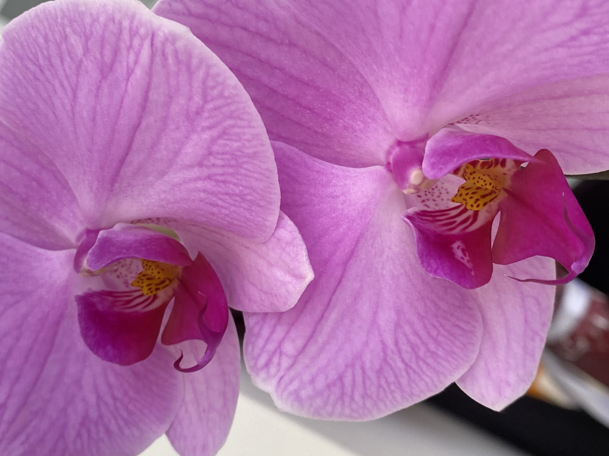 The image shows two pink orchids in close-up. The orchid on the left is fully open, revealing a darker pink and yellow center. The orchid on the right is also open, with a similar color scheme in the center, but slightly obscured. Fine striations are visible on the petals of both flowers. The background is mostly out of focus, with a glimpse of what appears to be a metallic or glossy surface in the lower right corner. The location is not discernible from the image and therefore cannot be determined to be Alanya, Turkey.