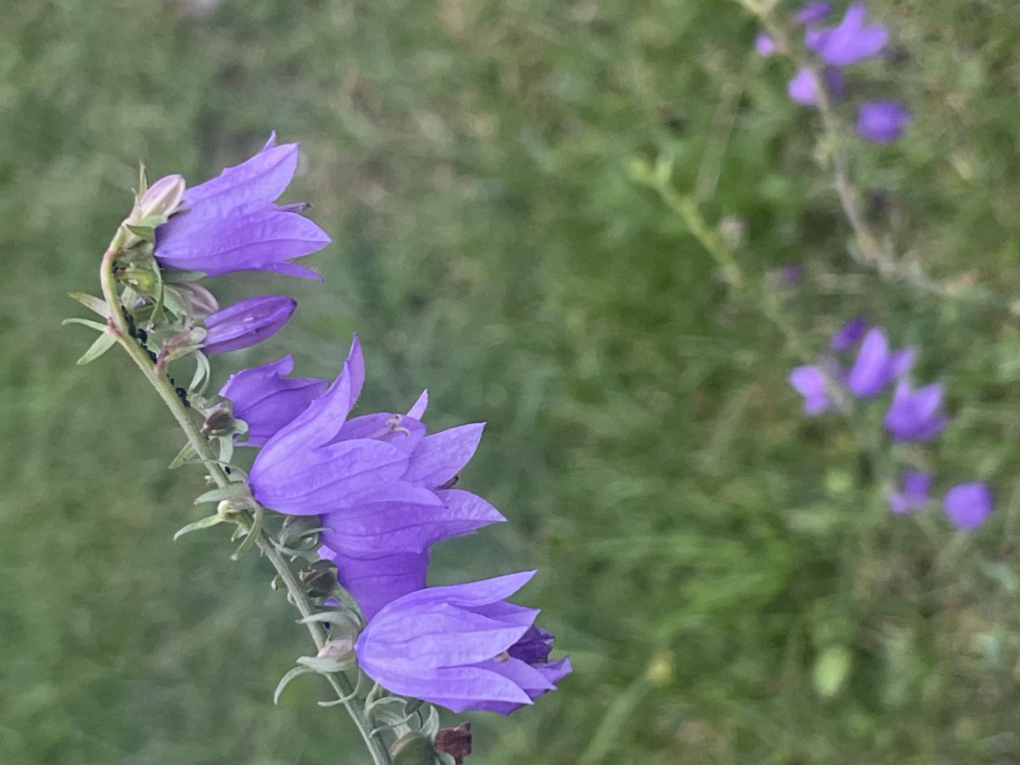 The image shows a close-up of several purple bell-shaped flowers on a thin stem. The flowers are in various stages of bloom, with some fully open and others still partially closed. The stem is green and has small green leaves and some dark specks, possibly insects. The background is a blurry green, suggesting a natural outdoor setting like a field or garden. The lighting appears soft, indicating it might be daytime, possibly early morning or late afternoon, with overcast weather or a shaded area. In the background, more purple flowers are visible, scattered and out of focus, reinforcing the impression of a flowering plant in bloom. There is no visible text in the image. The setting is identified as Калодзежскі сельскі Савет, Belarus.
