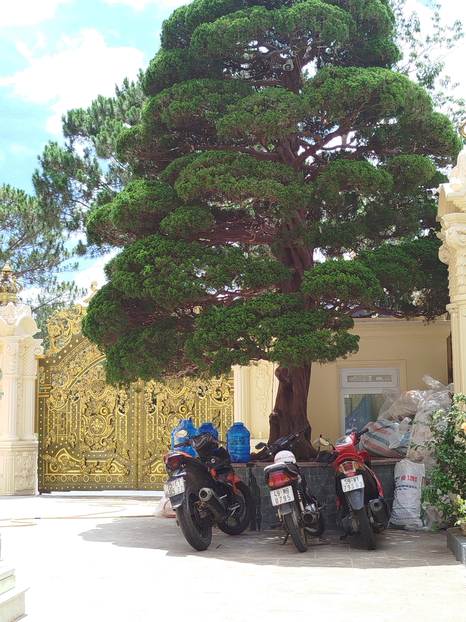 The image captures a sunny outdoor scene in the city of Da Lat, Vietnam, featuring three motorcycles parked in front of a building. The motorcycles, of various colors including blue, black, and red, bear license plates with alphanumeric codes: "75-C1 405.22," "49-M8 0795," and "59-V1 793.63." A large, mature tree with dense green foliage dominates the background, casting shade on the motorcycles and the area around them. Behind the tree, a building is visible, alongside a decorative golden gate and white pillars. A window can be seen, as well as bags of dirt or other construction materials, and a green bush on the right side of the image. The paved ground reflects the sunlight, adding to the brightness of the scene.