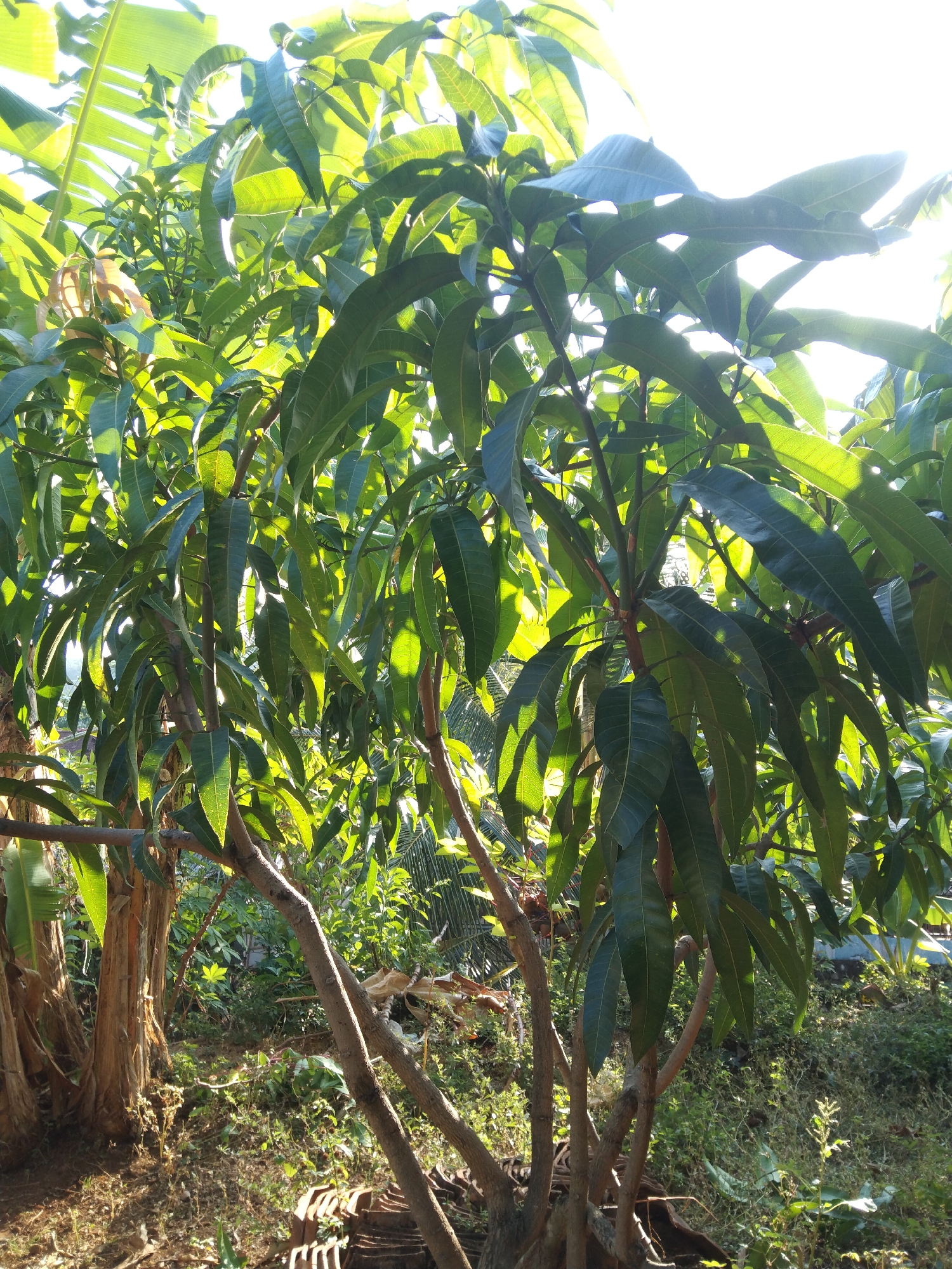 The image depicts a close-up of a mango tree in Krajan, Indonesia, on a sunny day. The foreground is dominated by the branches and lush green leaves of the mango tree, with sunlight filtering through the canopy, creating a dappled effect. The trunk of the tree is visible, showing rough bark. In the background, other vegetation, including what appear to be banana plants with their large leaves, is present. The ground is covered with dry leaves, soil, and some scattered debris. The overall environment suggests a tropical, outdoor setting. There are no people or animals visible in the image.