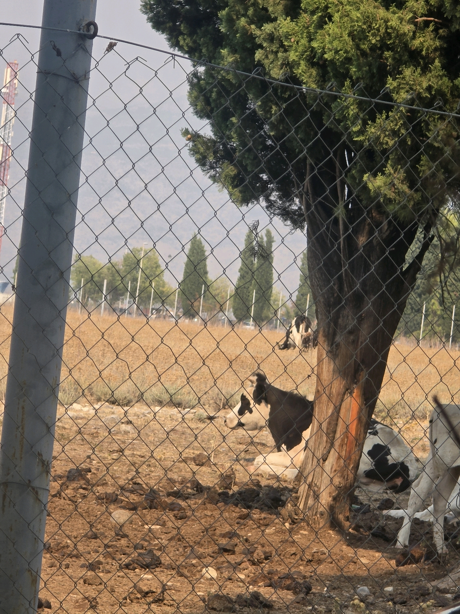 The image depicts a rural scene in Mojanovići, Montenegro, behind a wire fence. In the foreground, a large tree with a thick trunk stands to the right, partially obscuring the view. Several goats are visible in the fenced area. One goat, predominantly white with black markings on its head and back, is lying down near the base of the tree. Another goat, similarly colored, is also lying down further back. A third goat, mostly white, is partially visible on the right side of the frame, with its head down. The ground within the enclosure is dry and dusty, with scattered rocks and dark patches that appear to be animal droppings. In the background, beyond the enclosure, a dry, grassy field extends towards a line of tall, slender trees and some scattered smaller trees. In the far distance, a tall, metallic tower structure is visible against a hazy sky. The overall environment suggests a warm, dry climate.