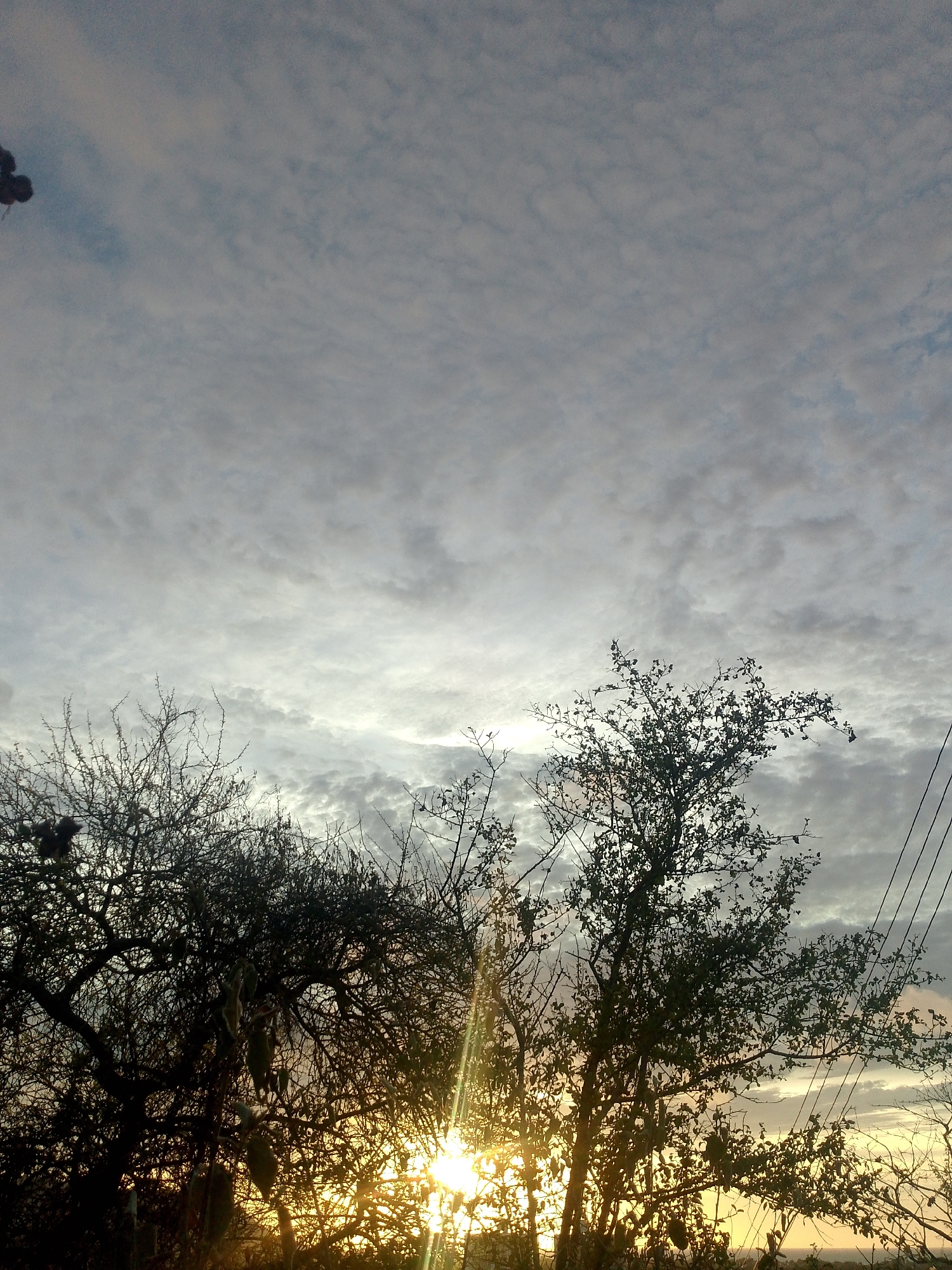 The image depicts a sky filled with a pattern of small, puffy clouds, possibly altocumulus, transitioning from light grey to a slightly darker tone in the upper portion. The sun is partially obscured by trees in the foreground, creating a bright, golden glow that filters through the branches. The trees are silhouetted against the bright sky and sun, showing varying degrees of foliage and bare branches. Electrical power lines are visible to the right side of the image, traversing the sky. The location is in Juan Griego, Venezuela. The interaction is that of sunlight interacting with natural vegetation and the urban infrastructure.
