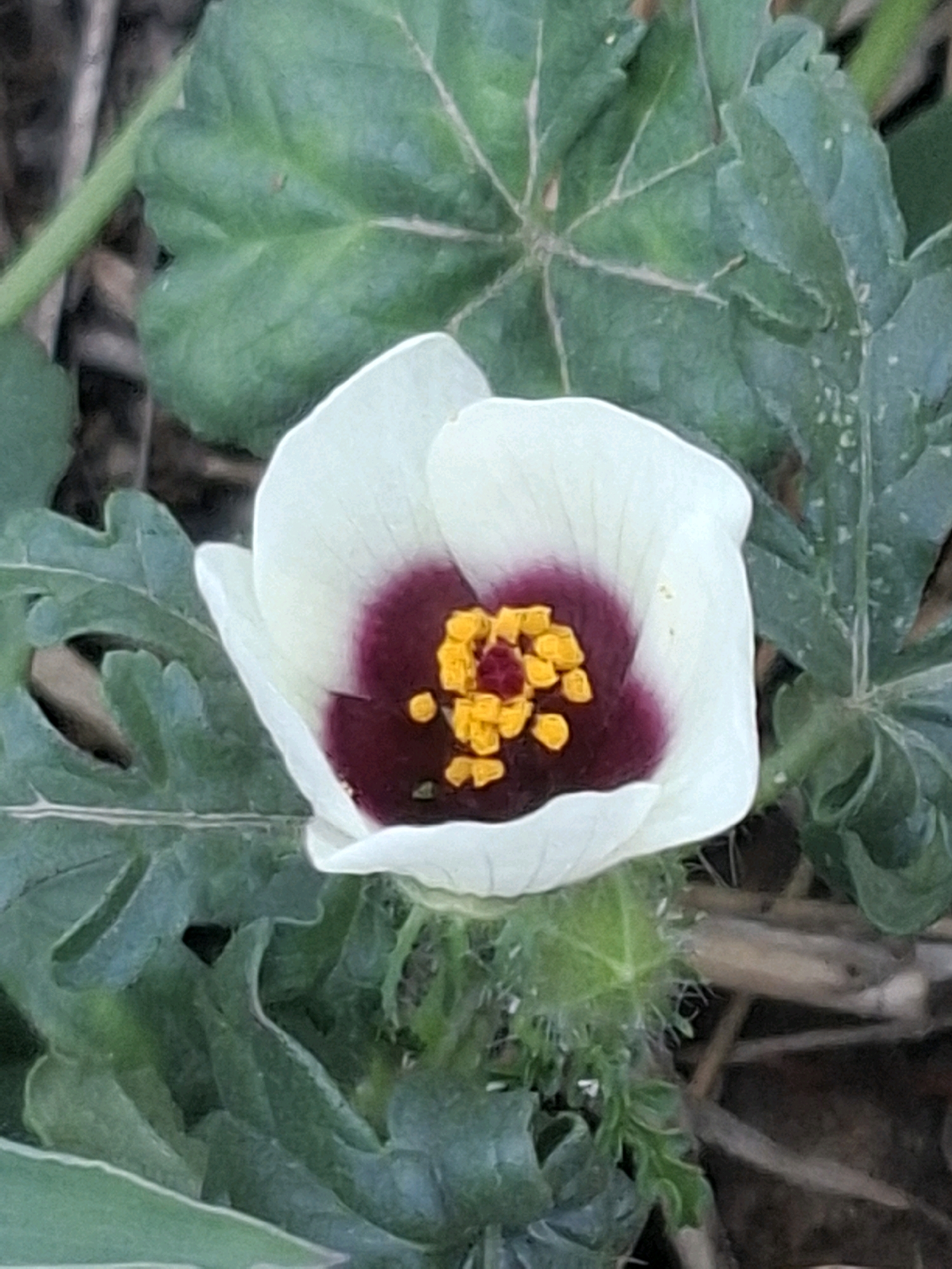 The image is a close-up, eye-level shot of a white hibiscus flower with a deep burgundy center and bright yellow stamens. The flower is surrounded by green, lobed leaves, some of which appear prickly. The background consists of out-of-focus brown and green foliage. The scene is likely outdoors, possibly in a garden or natural area. There is no indication of a specific location in Almaty, Kazakhstan.