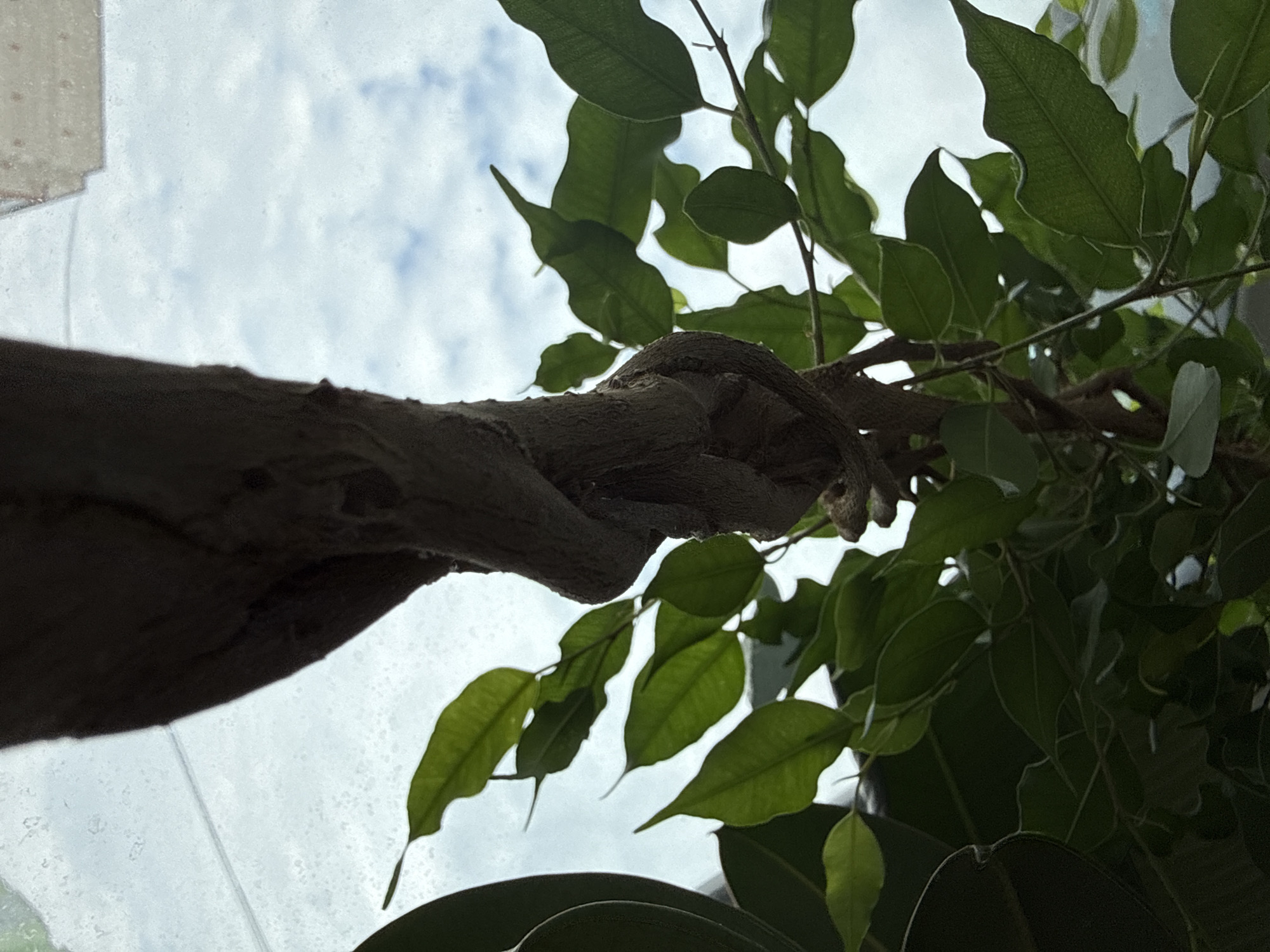 The image depicts a close-up view of a tree trunk and leaves against a cloudy sky. A window is visible in the top left corner of the image. The tree is located indoors. No people, objects, or interactions are visible. There is no information to suggest this image was taken in the city of Chaikovsky, Russia.