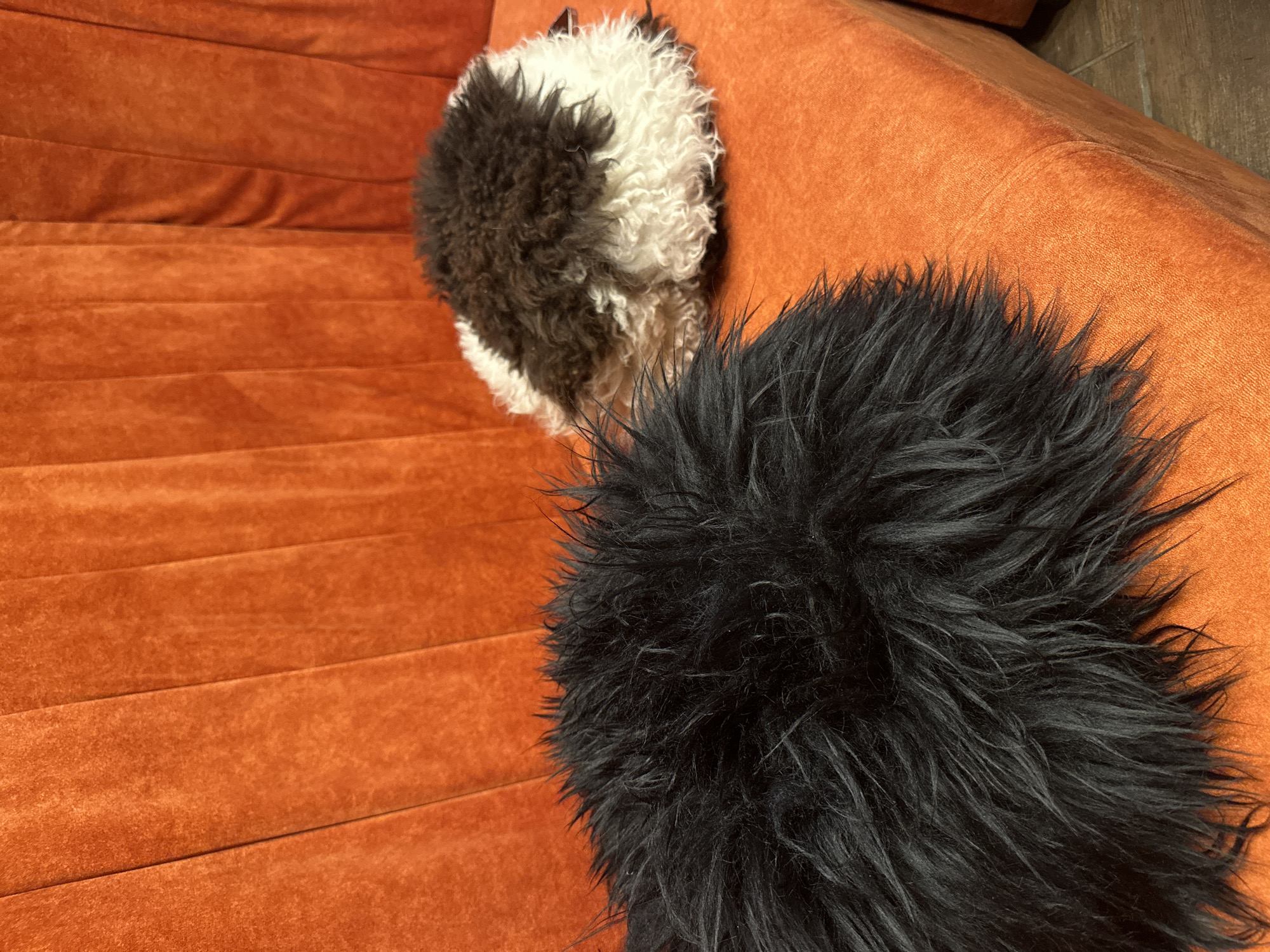 The image presents an overhead view of an orange or rust-colored upholstered sofa in an indoor setting. The sofa's surface features horizontal tufting or channel stitching, creating a distinct ribbed texture, and the fabric appears soft, possibly velvet or suede.
Two furry objects rest on the sofa. In the foreground, positioned to the right, is a large, shaggy black object, likely a cushion or decorative pillow, characterized by its long, straight fibers. Further back and to the left, another smaller, rounder object is visible. This item exhibits a black and white coloration with tightly curled or wavy fur, reminiscent of a poodle's coat.
The scene depicts a still life with no discernible activity or event taking place. The lighting suggests an indoor environment, providing clear visibility of the objects' textures and colors. There is no visible text in the image. The provided location context is Izhevsk, Russia.