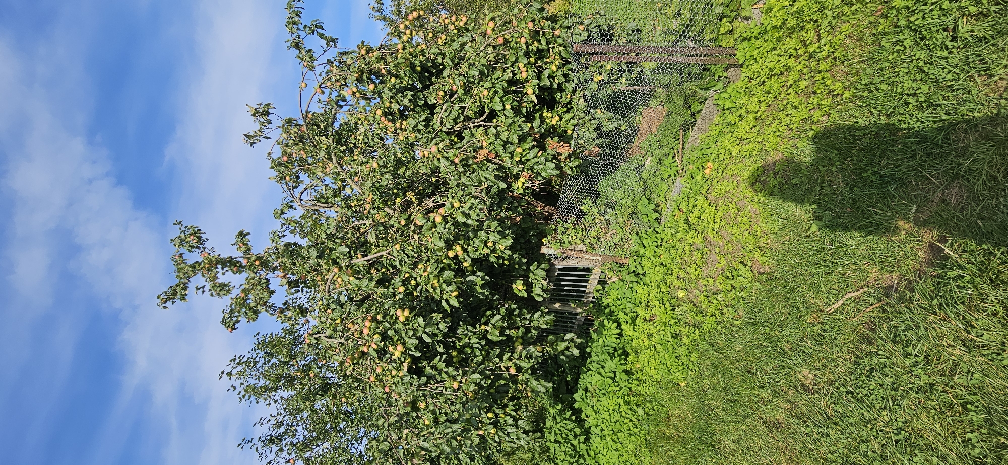 An outdoor, full-frame, vertical, eye-level shot captures an apple tree laden with fruit in an overgrown garden on a sunny day. The tree dominates the center of the frame, its branches heavy with apples in various stages of ripeness, ranging from green to red and yellow. Lush green foliage surrounds the tree, with a patch of intensely green, low-lying ground cover in the foreground. A weathered wooden gate, partially obscured by the greenery, stands to the left of the tree. A wire mesh fence, supported by metal posts, runs along the right side of the frame, enclosing a portion of the garden. The ground is covered with grass and the low-lying ground cover, with a distinct shadow of a person cast on the grass in the lower right quadrant of the image. The sky above is a vibrant blue with scattered white clouds. The scene is located in Мазалаўскі сельскі Савет, Belarus.