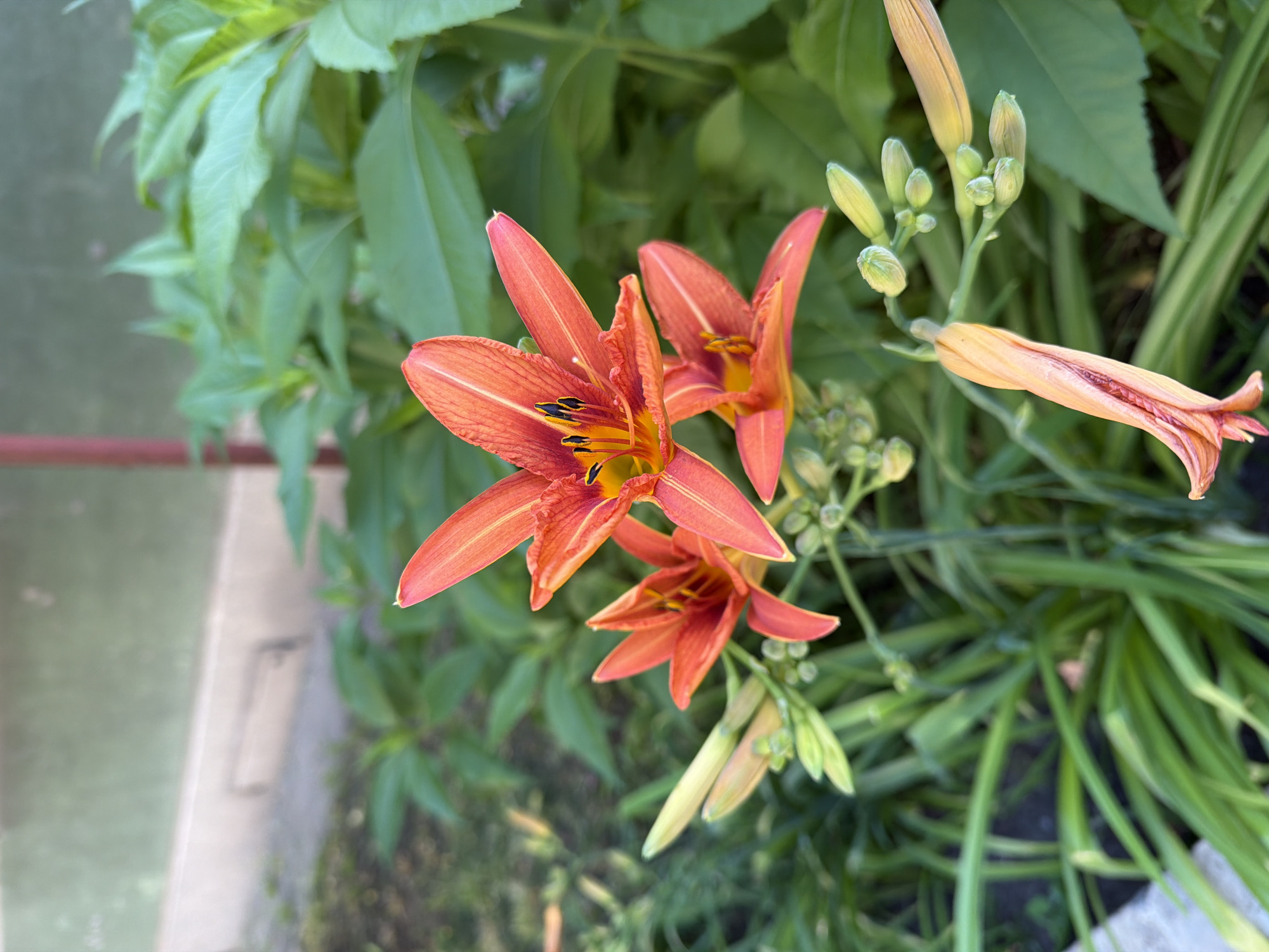 An outdoor, eye-level, medium shot captures a cluster of bright orange daylilies in full bloom. The flowers are the primary subjects, with their vibrant petals unfurling to reveal dark stamens. Several buds in various stages of development are also visible, ranging from tightly closed to partially open, some tinged with a lighter orange hue. The lilies are situated in a garden bed, with lush green foliage forming a soft, blurred background. In the upper left corner, a portion of a light-colored building with a darker horizontal band is visible, suggesting an urban or suburban setting. The overall lighting indicates daylight, with gentle shadows indicating the direction of the sun. The image does not contain any people or discernible human activity.