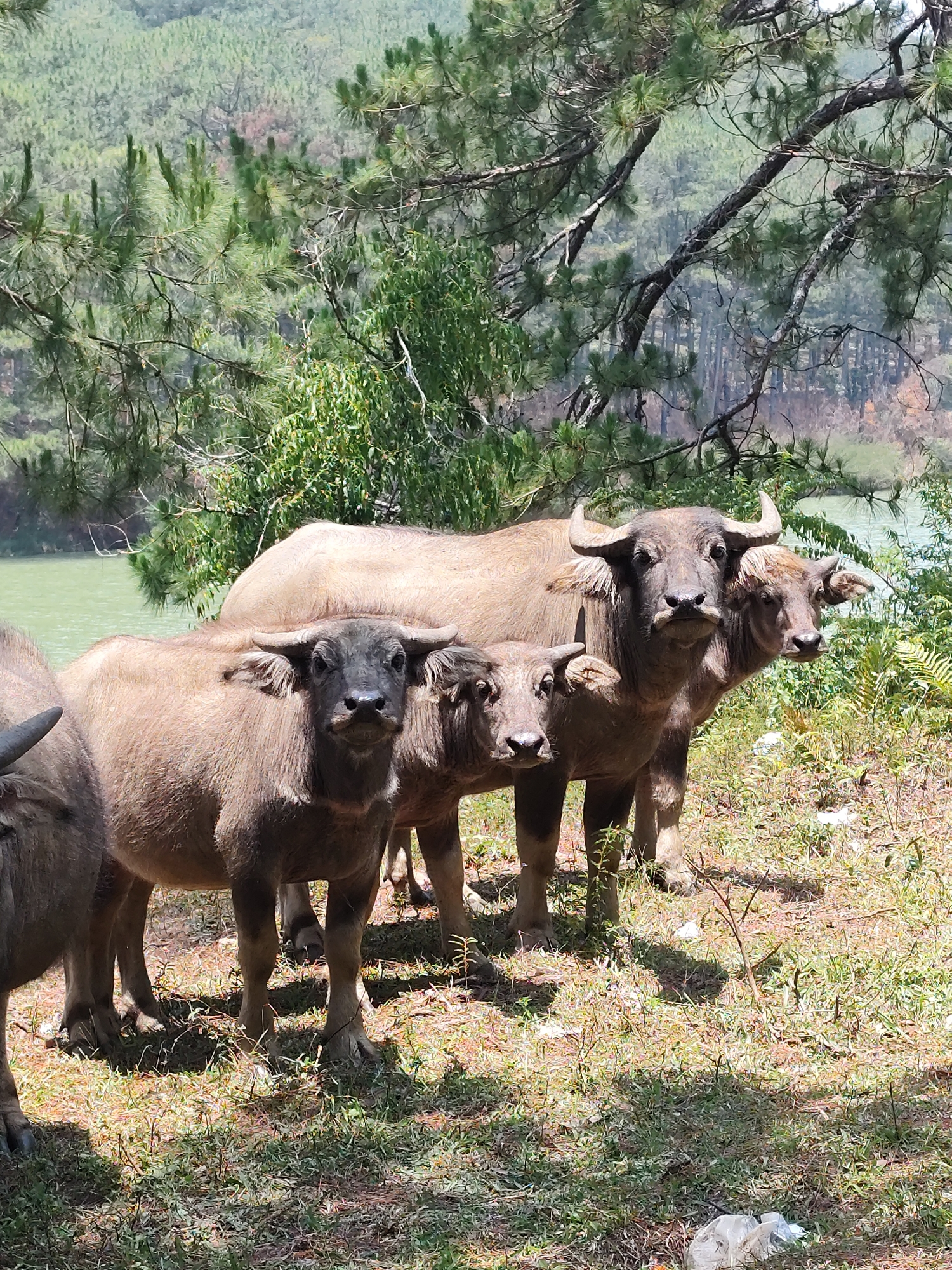The image shows a group of water buffalo standing in a grassy area. There are at least four buffalo visible, with three of them in the foreground and one partially obscured. The animals are dark brown to light brown, and appear to be grazing or resting. In the background is a lake and pine forest, giving context to the location. Litter is visible on the ground in the lower right. It is taken in the city of Lang Biang - Đà Lạt, Vietnam.