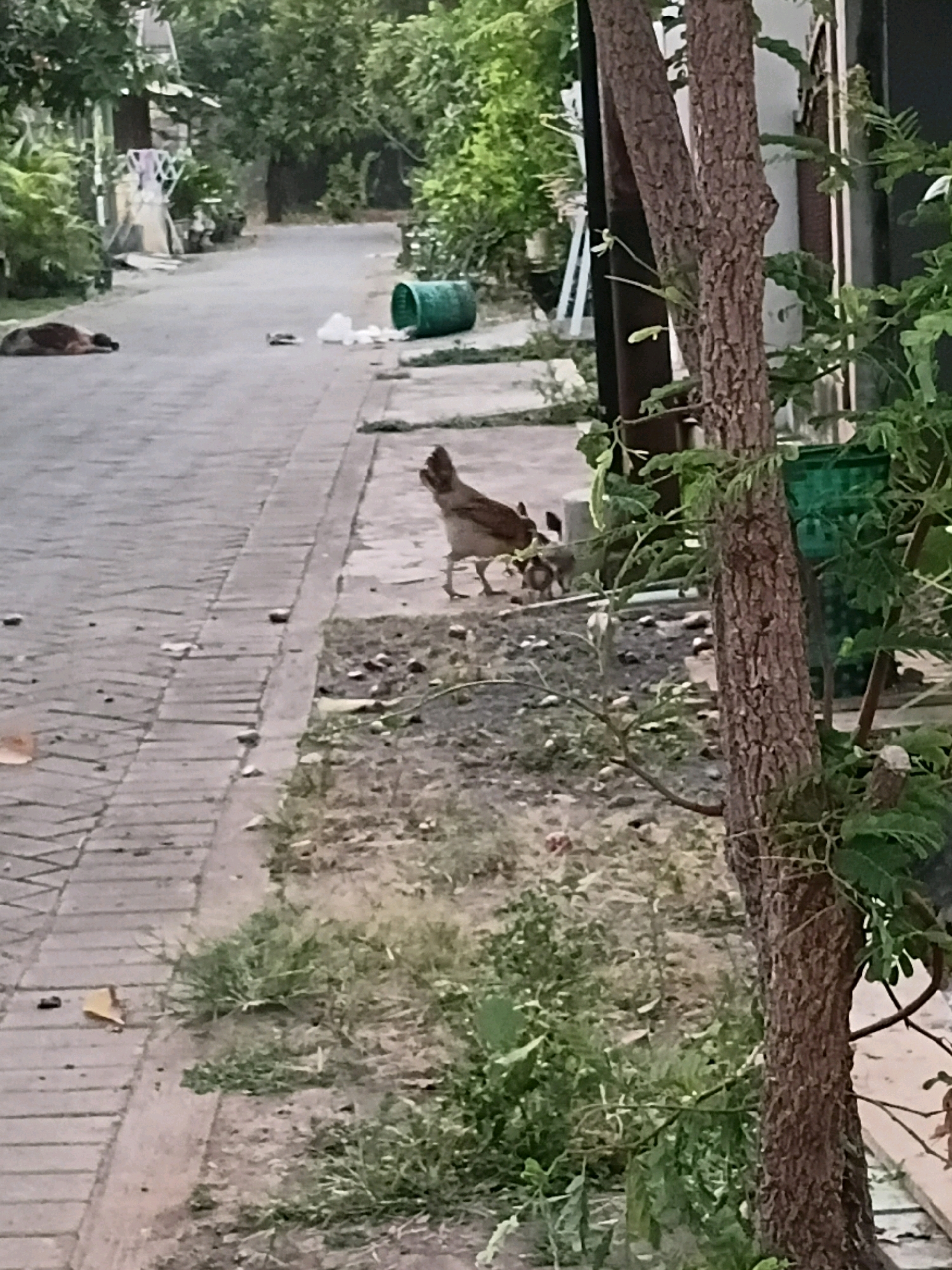 In a residential area of Cikal, Indonesia, a brown and white chicken, appearing to be a hen, is observed with several chicks. The hen is standing on a dirt patch next to a paved walkway, and the chicks are clustered around its legs. In the background, a dog is lying down on the paved road, appearing to be asleep or resting. The environment is characterized by a narrow street lined with trees and vegetation. A green cylindrical object, possibly a trash bin, is visible on the side of the road, and there is some scattered litter. The scene depicts a typical day in a neighborhood with domestic animals coexisting in the urban landscape.