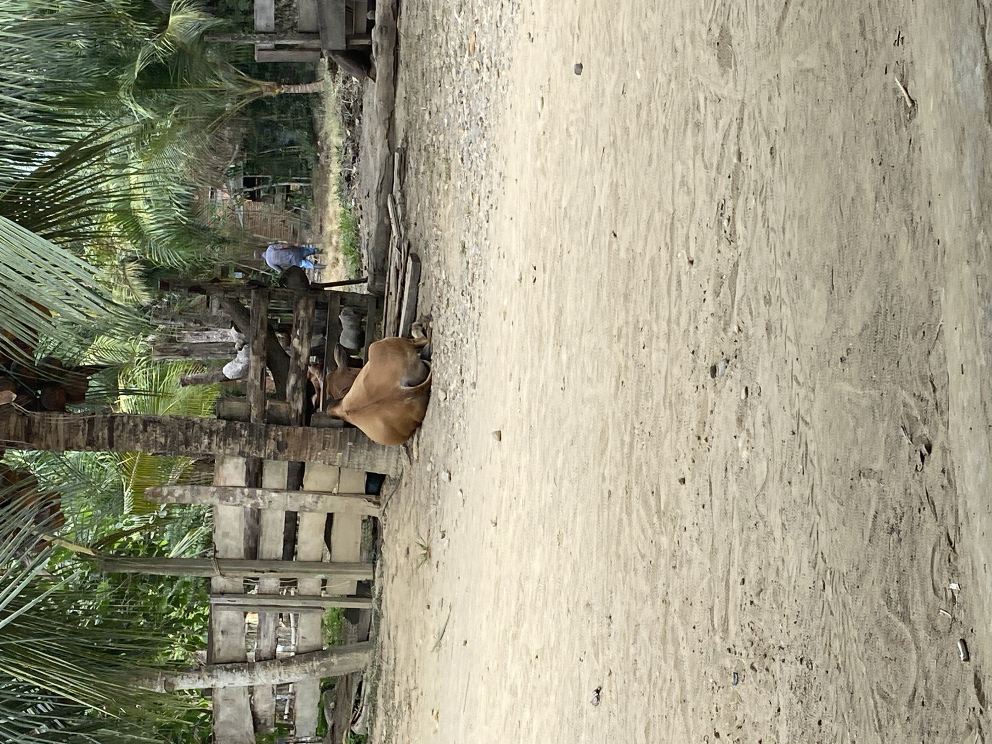 The image, set in Seuneubok Teungoh, Indonesia, captures a bright, sunny outdoor scene along a sandy and gravel path. On the left side of the path, several tall palm trees with abundant green fronds and visible coconuts create a lush, tropical backdrop. Adjacent to these trees are rustic wooden structures, including what appears to be a fence or part of a simple dwelling.
In the mid-ground, a light brown cow or zebu is lying down, resting on the sandy ground near these wooden structures. Further down the path, in the background, a person is visible walking away from the viewer. This individual is wearing a blue plaid shirt, jeans, and possibly a hat or cap. Behind the person, additional simple wooden buildings or shacks are nestled amidst more dense vegetation.
The ground itself is a mix of light-colored sand and small stones, showing some tracks and uneven textures. The bright daylight indicates it is likely midday or early afternoon, with no strong shadows suggesting dawn or dusk. There is no visible text or explicit emotional content in the scene. The overall impression is one of a rural, tropical environment.