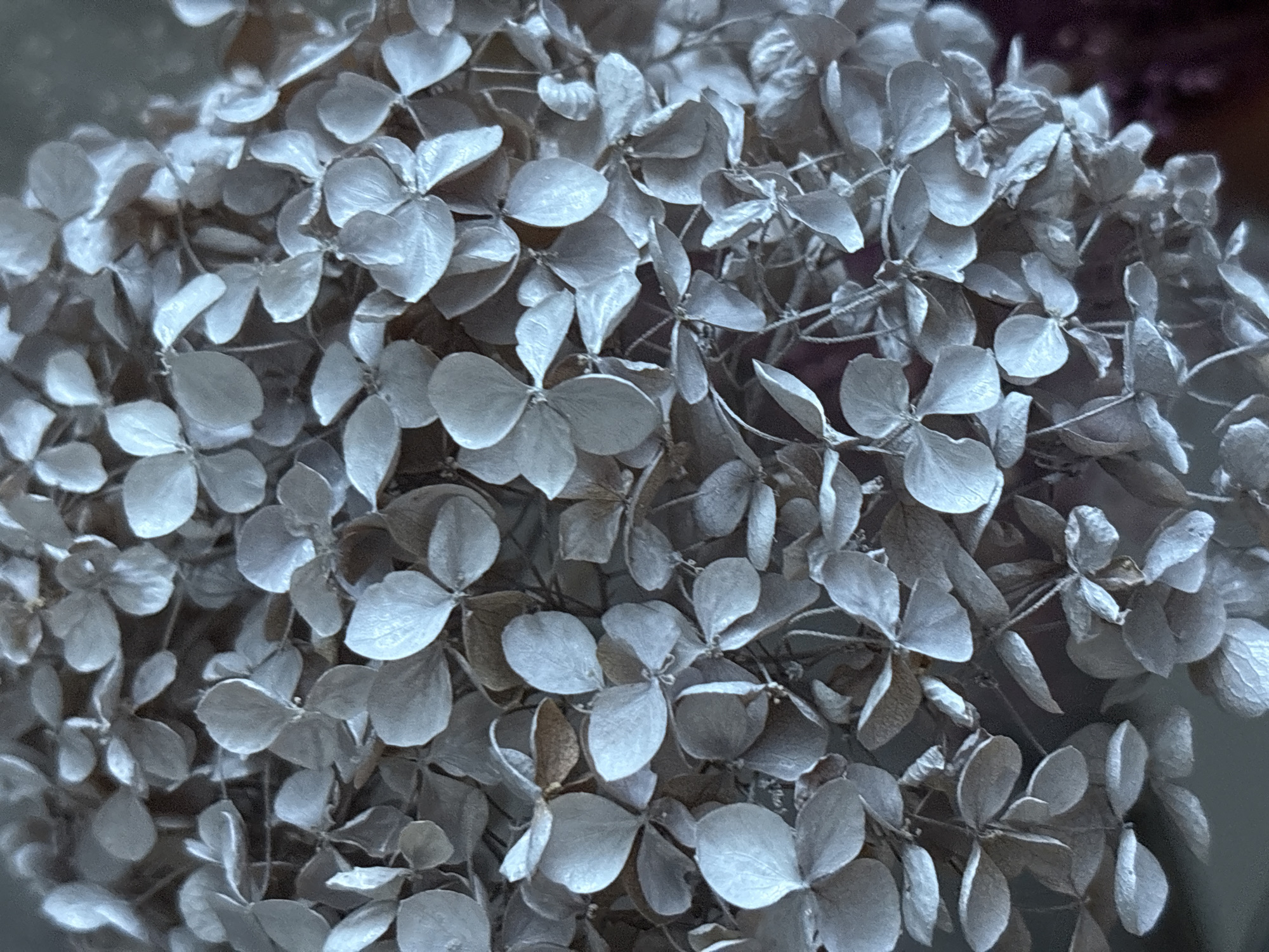 This media file is a close-up, high-angle shot of a cluster of dried hydrangea flowers. The subjects are the delicate, faded petals of the flowers, which are predominantly in shades of grey with hints of brown. The background is dark and out of focus, suggesting a shallow depth of field. The lighting appears to be artificial or indirect, as there are no strong shadows or highlights that would indicate direct sunlight. The texture of the dried petals is a prominent detail, showing their brittle and papery nature. The scene is static, with no discernible activity taking place. There are no people, visible text, or specific location cues beyond the provided context of Sulmash, Russia. The overall mood is one of stillness and natural decay, highlighting the beauty in the ephemeral nature of flowers.