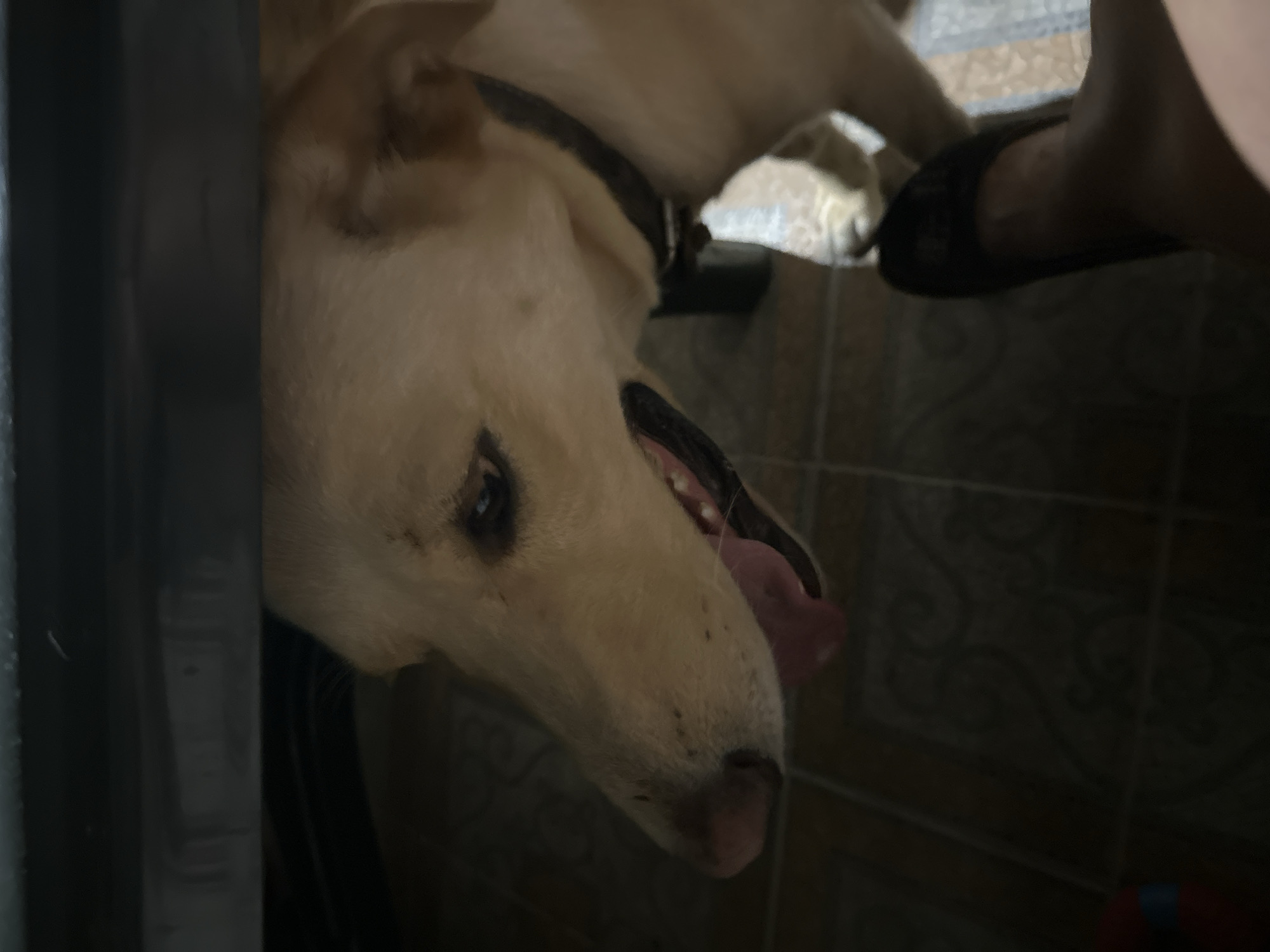 A golden dog with its tongue hanging out is peeking out from under a dark surface. The dog's snout and part of its face are visible, with its eyes looking towards the left. The background shows a tiled floor and a person's leg with a black shoe. The scene appears to be indoors, possibly in a home in Sochi, Russia. The lighting is dim, creating shadows that obscure some details. There is no indication of any distress or unusual activity.