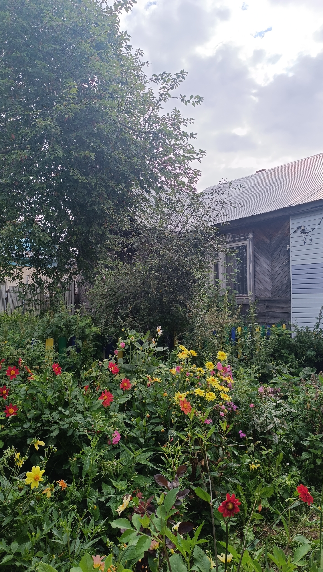 In Karsha, Russia, a dense garden blooms with a variety of flowers, primarily dahlias, in vibrant shades of red, yellow, pink, and orange. The flowers are interspersed with lush green foliage and some darker, reddish-purple leaves. In the background, a weathered wooden house stands, its siding showing signs of age. The house has a tin roof and a window with a dark pane. A wooden fence, partially obscured by the vegetation, runs along the property. The sky above is overcast with a mix of clouds. The scene captures a tranquil, overgrown garden adjacent to a rustic dwelling.