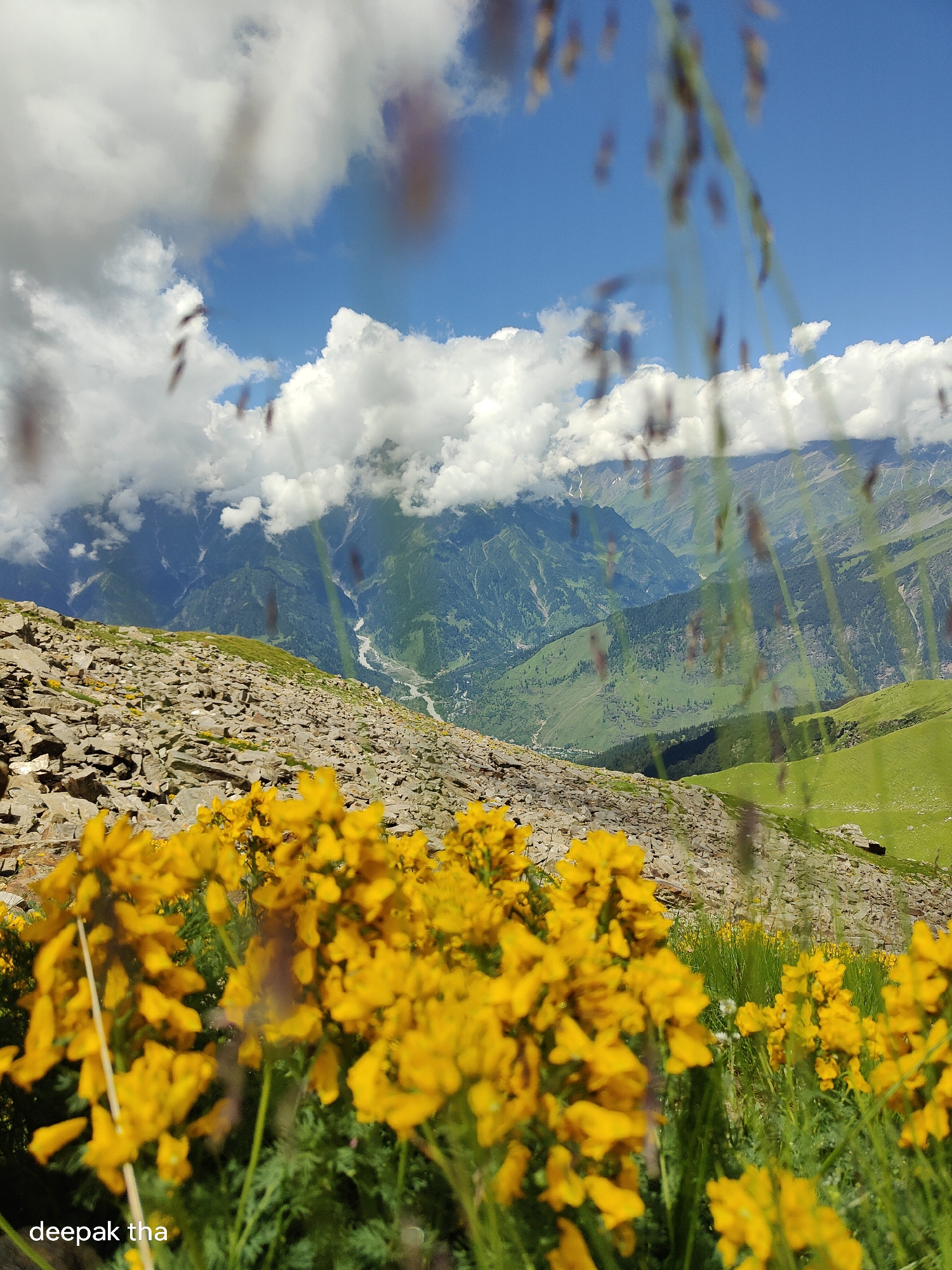 The image depicts a mountainous landscape, likely in the region of Bashisht, India, given the presence of the watermark "deepak tha". In the foreground, a cluster of vibrant yellow wildflowers is in sharp focus, their petals detailed and lush. Behind the flowers, the terrain transitions to a rocky, uneven slope covered with sparse green vegetation and scattered yellow blossoms. Further in the background, a verdant valley unfolds, carved by a winding river and flanked by steep, forested mountains. The upper portion of the image reveals a dramatic sky filled with large, fluffy white clouds against a brilliant blue backdrop. The overall scene is one of natural beauty and grandeur, characterized by the contrast between the delicate wildflowers and the rugged, imposing mountains.