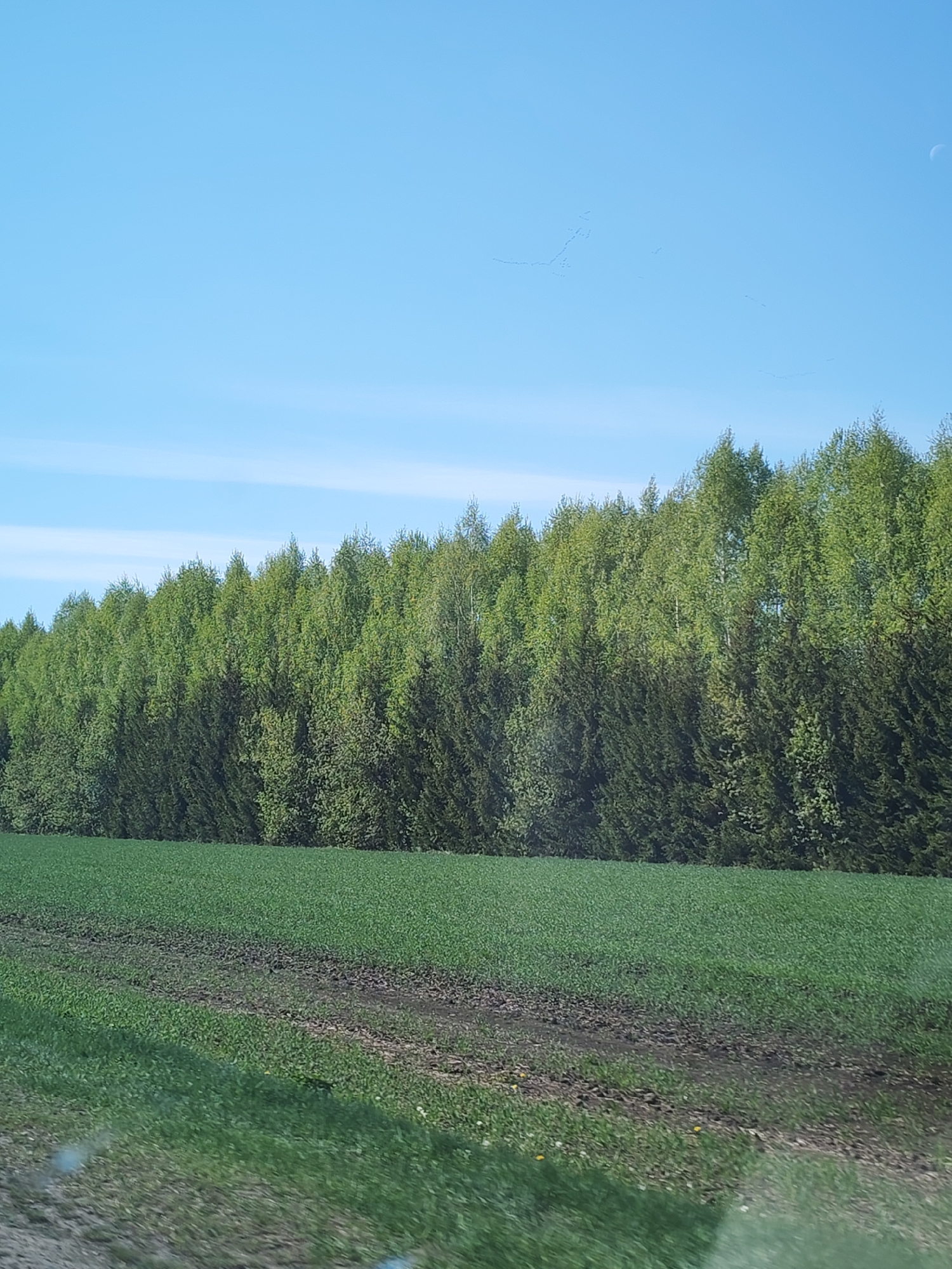 The image depicts a rural scene under a clear blue sky, possibly located near Терси, Russia. A line of green trees forms a border between the sky and the landscape. Below the trees, there is a field of young, green crops. Tire tracks are visible in the soil, indicating agricultural activity. The overall scene suggests a peaceful countryside environment.