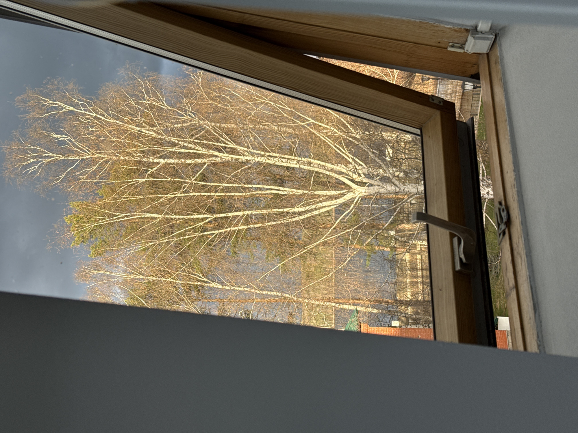 The image displays an outdoor scene viewed through an open, light-colored wooden window frame, likely a skylight or attic window. The frame extends along the top, right, and partially the bottom-left edges of the view, with a silver-colored handle visible on the right side of the opening pane. Parts of the room's interior, appearing as a plain grey surface, are visible at the bottom and top-left of the frame, and a white wall/ceiling segment on the far right.
Outside the window, a prominent birch tree with distinctive white bark and a dense network of bare, dark branches occupies the central and left areas of the frame. These branches are bathed in warm, golden sunlight, which creates a strong contrast with the dark grey sky in the background. Scattered among and behind the birch are other trees, including some evergreens with visible green foliage.
Through the bare branches and below the treeline, glimpses of a built environment can be seen. These include what appears to be red brick walls and parts of roofs, suggesting the presence of houses or other structures in a residential or semi-rural setting. A small white rectangular object is attached to the top right section of the window frame, possibly a sensor or a part of the window mechanism. The lighting suggests either late afternoon or early morning, with direct sunlight illuminating the trees against a potentially overcast or shadowed sky. There are no people or visible text in the image.