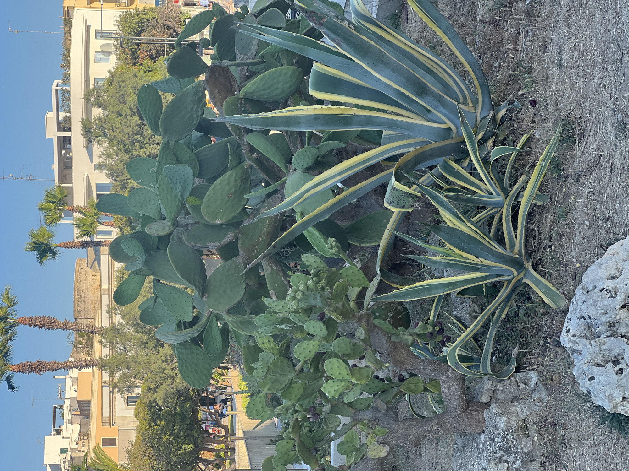 A medium shot captures a cluster of prickly pear cacti and agave plants in the foreground. The prickly pear cacti, with their flat, paddle-like leaves and some developing fruits, are on the left and center, appearing somewhat overgrown. To the right, a large agave plant with striking yellow and green striped leaves dominates the scene. In the background, behind a low wall and trees, are buildings with white and orange facades, characteristic of Otranto, Italy. Palm trees are also visible, adding to the Mediterranean feel. The ground is dry and covered with sparse vegetation and rocks. The sky is a clear, bright blue, suggesting a sunny day. No people are actively interacting with the plants, though distant figures can be seen in the background, suggesting a public area. The overall scene depicts a cultivated garden or public space with drought-tolerant plants, likely in a coastal Mediterranean city.