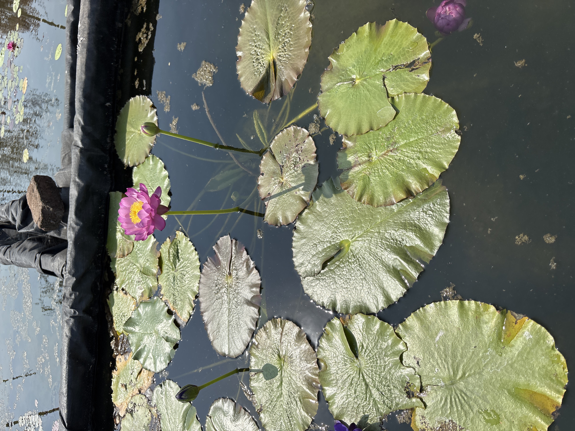 A high-angle, natural light photograph shows a pond filled with water lilies in Boryaachapada, India. The pond is bordered by a black, plastic-like material along the left edge of the frame, secured by a dark, roughly square rock. Several lily pads, varying in size and color from light green to silvery-grey, float on the dark, still water. Two pink water lily blooms are visible; one fully open in the lower left quadrant, and the other a closed bud near the top right corner. Stems extend from some of the lily pads, adding depth to the scene. The overall impression is of a tranquil, well-maintained water garden.