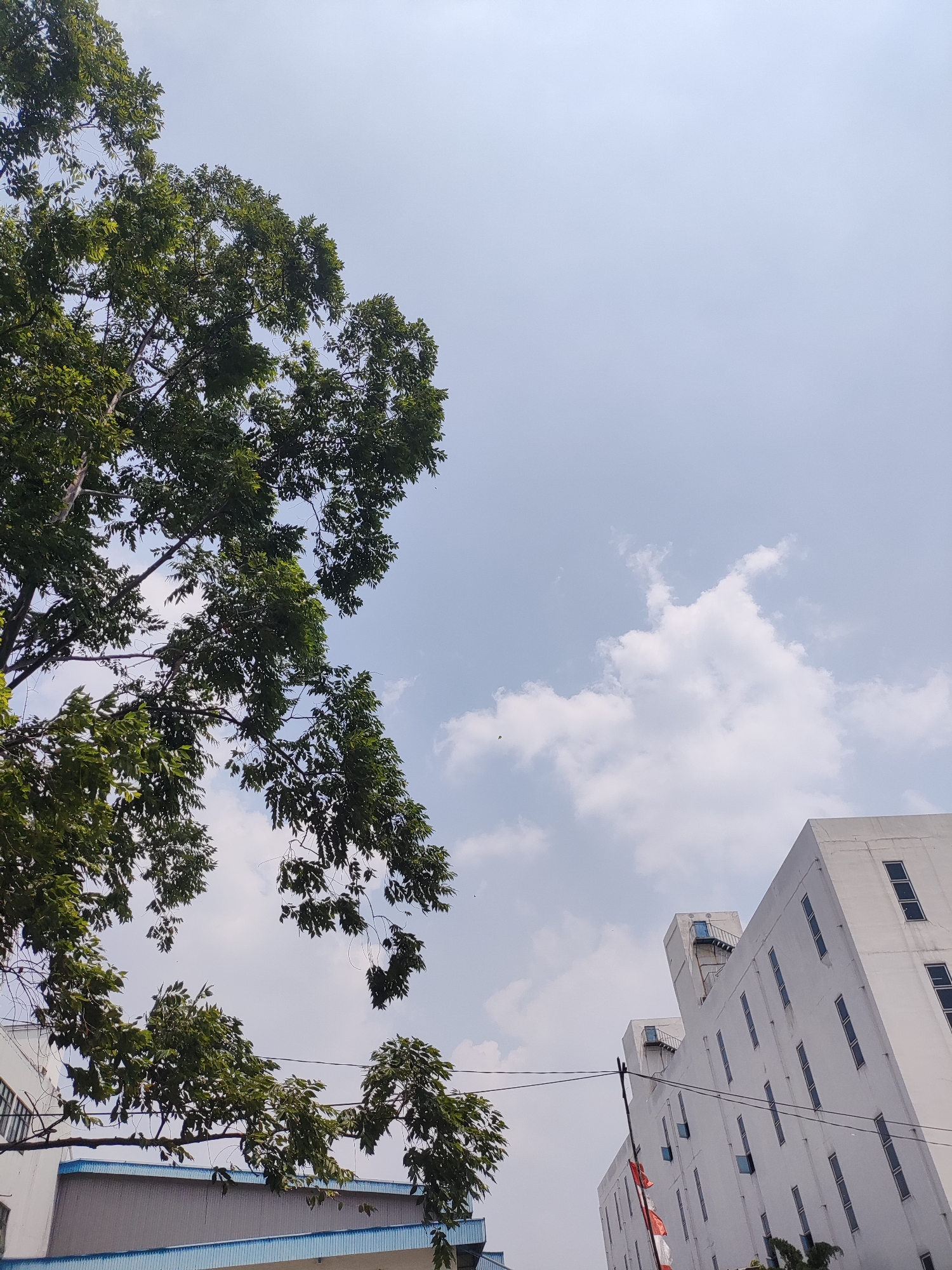 The image depicts a low-angle view of a clear sky with some scattered clouds, looking up from a street level perspective in East Jakarta, Indonesia. To the left, the dense foliage of a large tree with green leaves dominates the frame, its branches reaching towards the sky. In the mid-ground and extending towards the right, modern white buildings with multiple windows are visible. One building on the right has a distinctive stepped upper section with visible external stairs. A red and white Indonesian flag is partially visible on the side of one of the buildings. Power lines crisscross the scene, adding to the urban environment. The overall scene suggests a bright, possibly warm, day in an urban setting.
