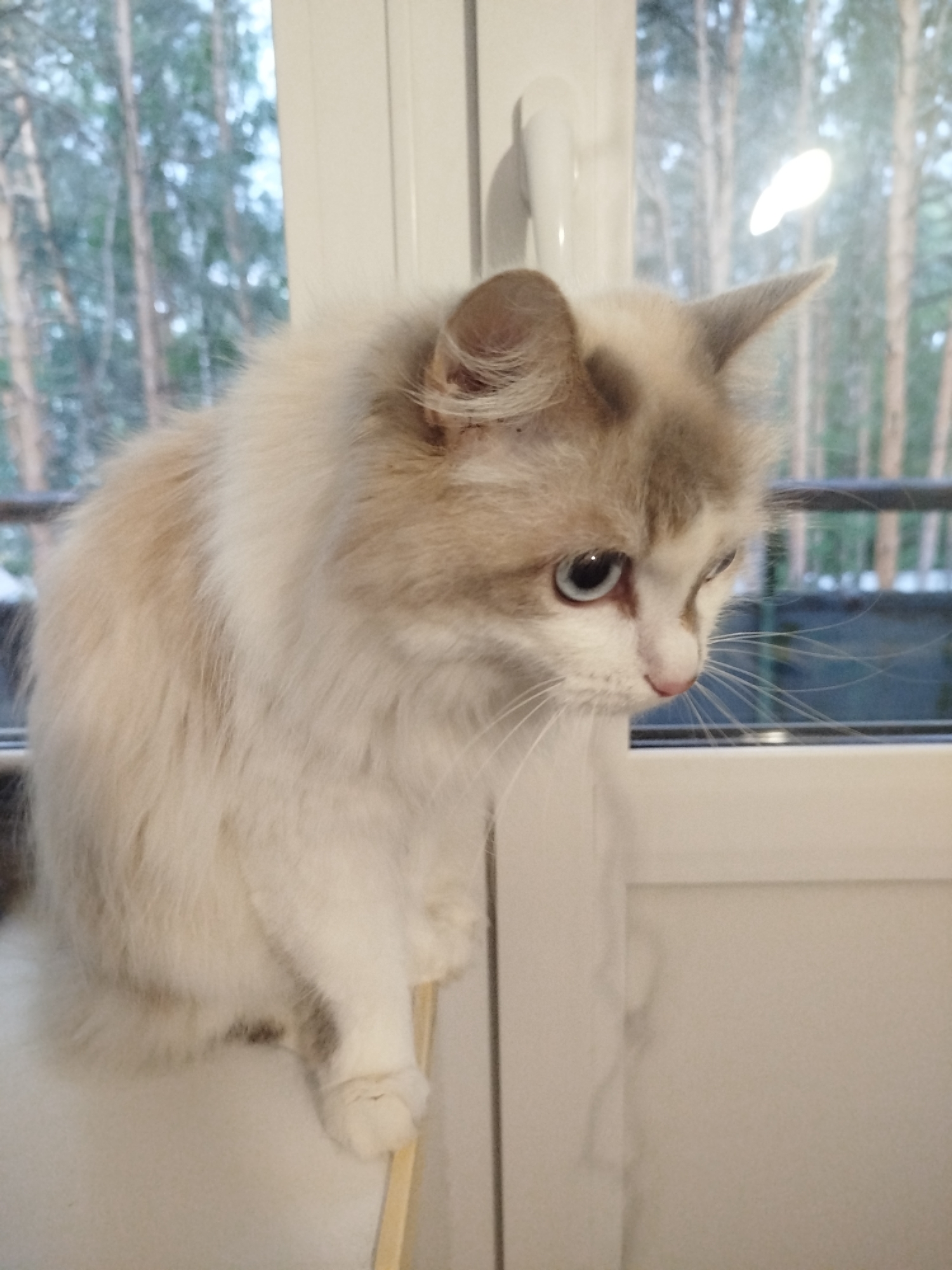 A domestic long-haired cat, predominantly white with light brown-grey markings on its head, ears, and along its back, is positioned indoors next to a white polyvinyl chloride (PVC) window frame. The cat possesses blue eyes and is observed looking downwards and towards the right, with its left front paw resting on a slender, light-colored, stick-like object, likely wood or plastic. Through the window, an out-of-focus background reveals several tall, slender trees, possibly conifers, suggesting a natural or forested outdoor environment. A dark-colored balcony railing is partially visible in the mid-ground outside. A white window handle is mounted on the vertical frame section to the upper left of the cat. The scene is located in the city of Unknown, Unknown.