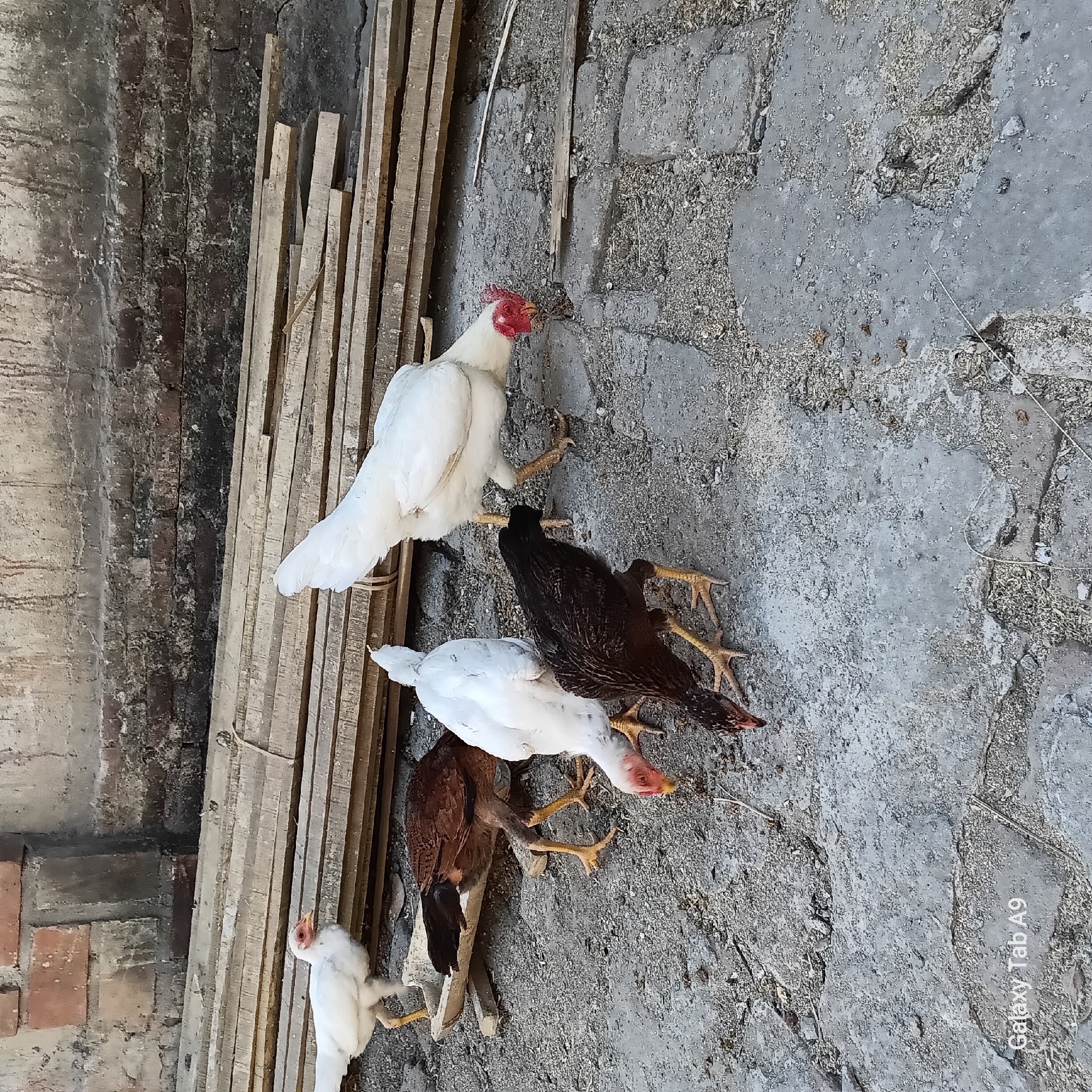 Four chickens, two white and two dark-colored, are pecking at the ground in an outdoor area. The chickens are on a concrete surface with scattered debris and small pebbles. Behind them, several wooden planks are stacked horizontally against a brick wall. The wall appears weathered with some discoloration and moss. The scene is illuminated by natural light.
