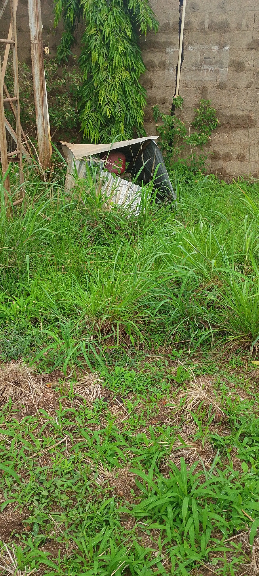 The image depicts an outdoor scene with a focus on a small, makeshift shelter constructed from corrugated metal. The shelter is situated in a densely vegetated area, with tall green grass growing around and within it. A red cylindrical object, possibly a tank or drum, is partially visible inside the shelter, along with some white material that could be fabric or debris. To the left of the shelter, a rusty metal structure, resembling part of a tower or scaffolding, stands tall. Behind the shelter, a rough brick wall is visible, showing signs of wear and tear, including a noticeable crack running vertically down its surface. Lush green foliage from a tree drapes over the wall and towards the shelter. The ground in the foreground is a mix of dry grass and soil, with patches of low-lying green plants. The overall impression is one of a neglected or abandoned outdoor space with elements of both natural growth and man-made structures.