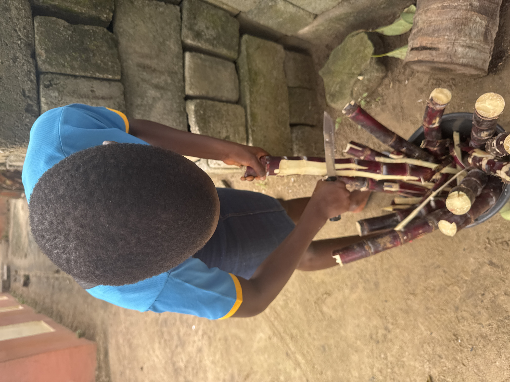 A person, viewed from above, is standing outdoors and preparing sugar cane stalks. The person is wearing a blue t-shirt with a yellow trim and dark shorts. They are holding a knife in their right hand and using it to peel a sugar cane stalk. A bucket filled with cut sugar cane stalks is positioned in front of them on the ground. The ground appears to be dirt. In the background, there is a wall made of large, weathered stones. To the left of the frame, a portion of a building with a pink facade and yellow trim is visible. The scene is likely in Ganyingbo, Nigeria, based on the environment and the activity.