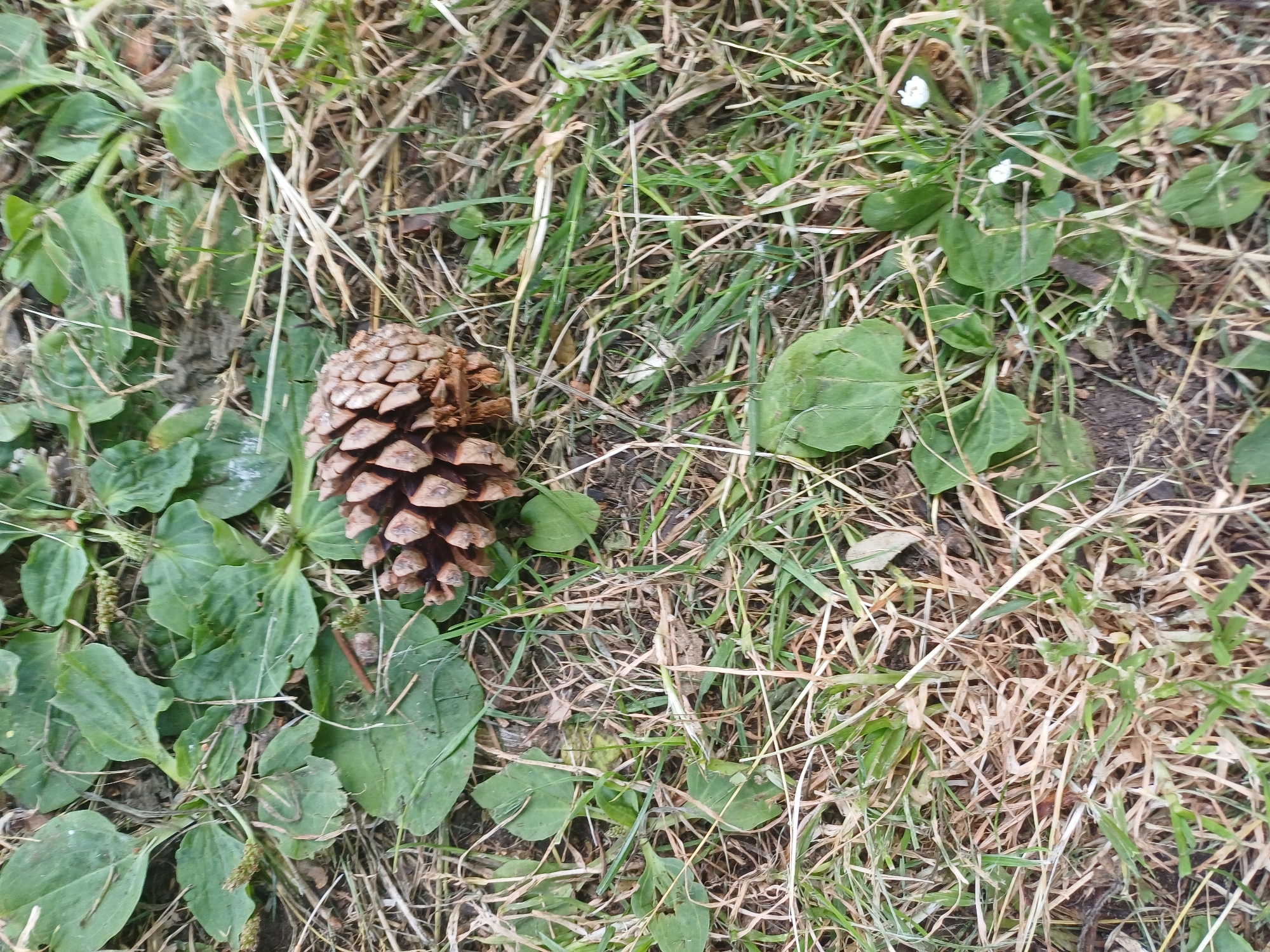 A pine cone rests on a patch of grass and broad-leaved plants. The scene appears to be outdoors, possibly in a park or garden, with dry grass and fallen leaves visible. The pine cone is brown and appears dry, with its scales spread open. The leaves are green and somewhat broad. There are no people or animals present in the image. The image provides no information to place it in Middlesbrough, United Kingdom.