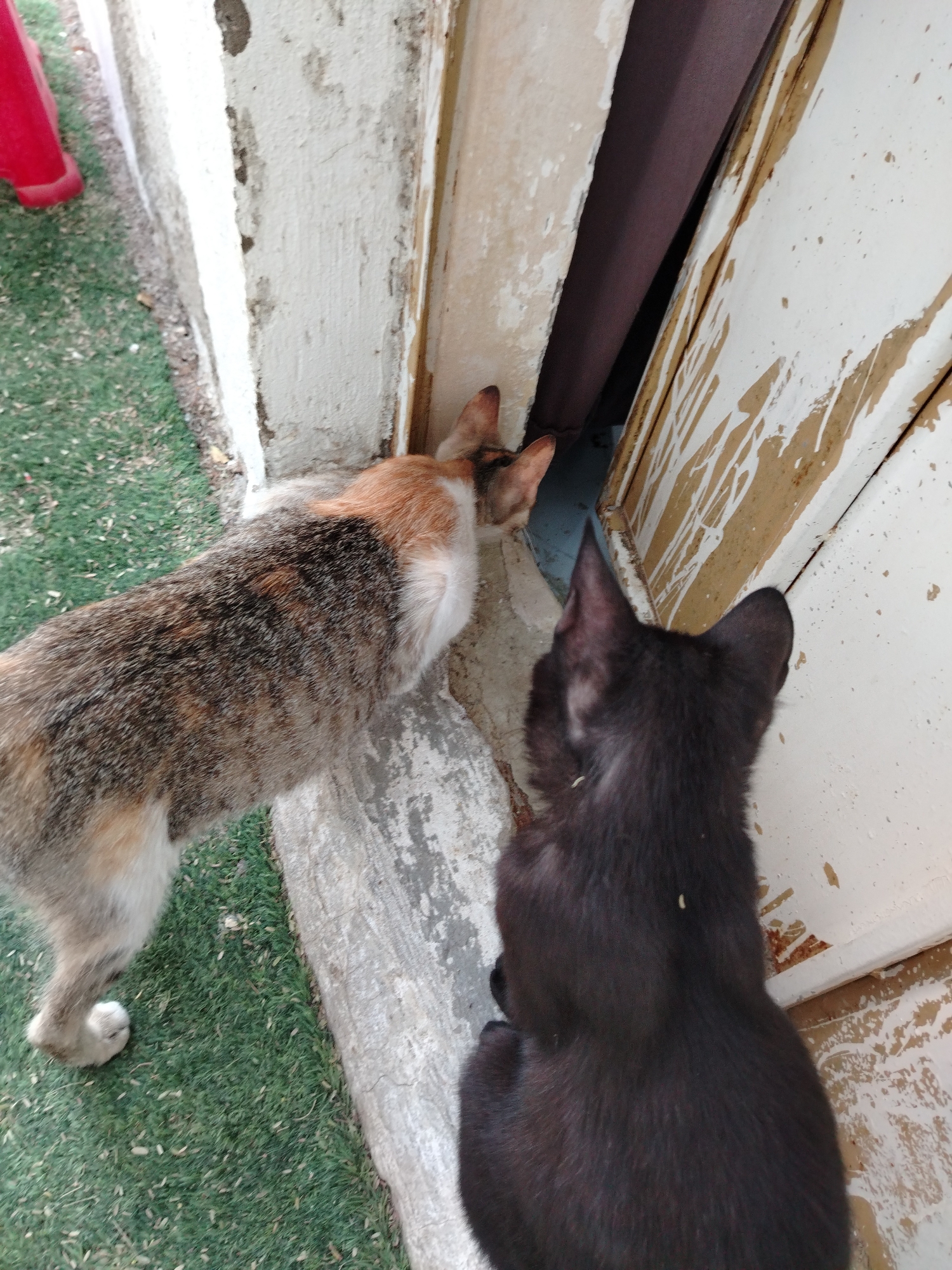 The image shows two cats near an open doorway. One cat has a mottled brown, white, and orange coat and is positioned at the left edge of the doorway. The second cat is black and sits to the right of the first cat, closer to the door. Both cats are looking inside the doorway. The door and frame appear weathered with peeling paint. Outside the doorway, artificial green turf is visible. The location is Al Mas'oudi, United Arab Emirates.