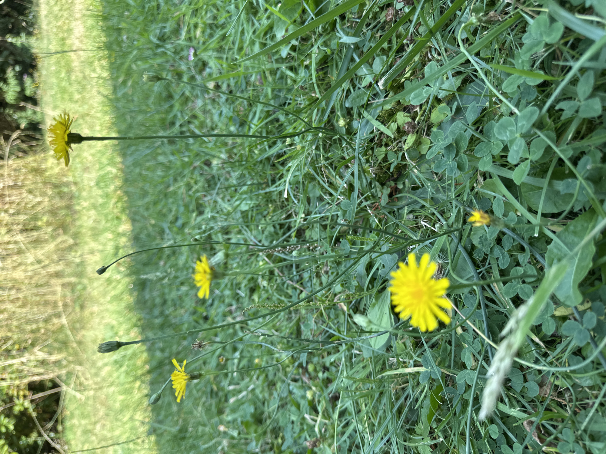 The image depicts a low-angle view of a grassy area with several yellow dandelions in bloom. The background consists of blurred green grass and foliage, suggesting an outdoor natural setting. There are no people or human-made objects visible. The scene is likely in a park or a natural open space within the city of Krefeld, Germany, given the provided context. The lighting suggests it is daytime.